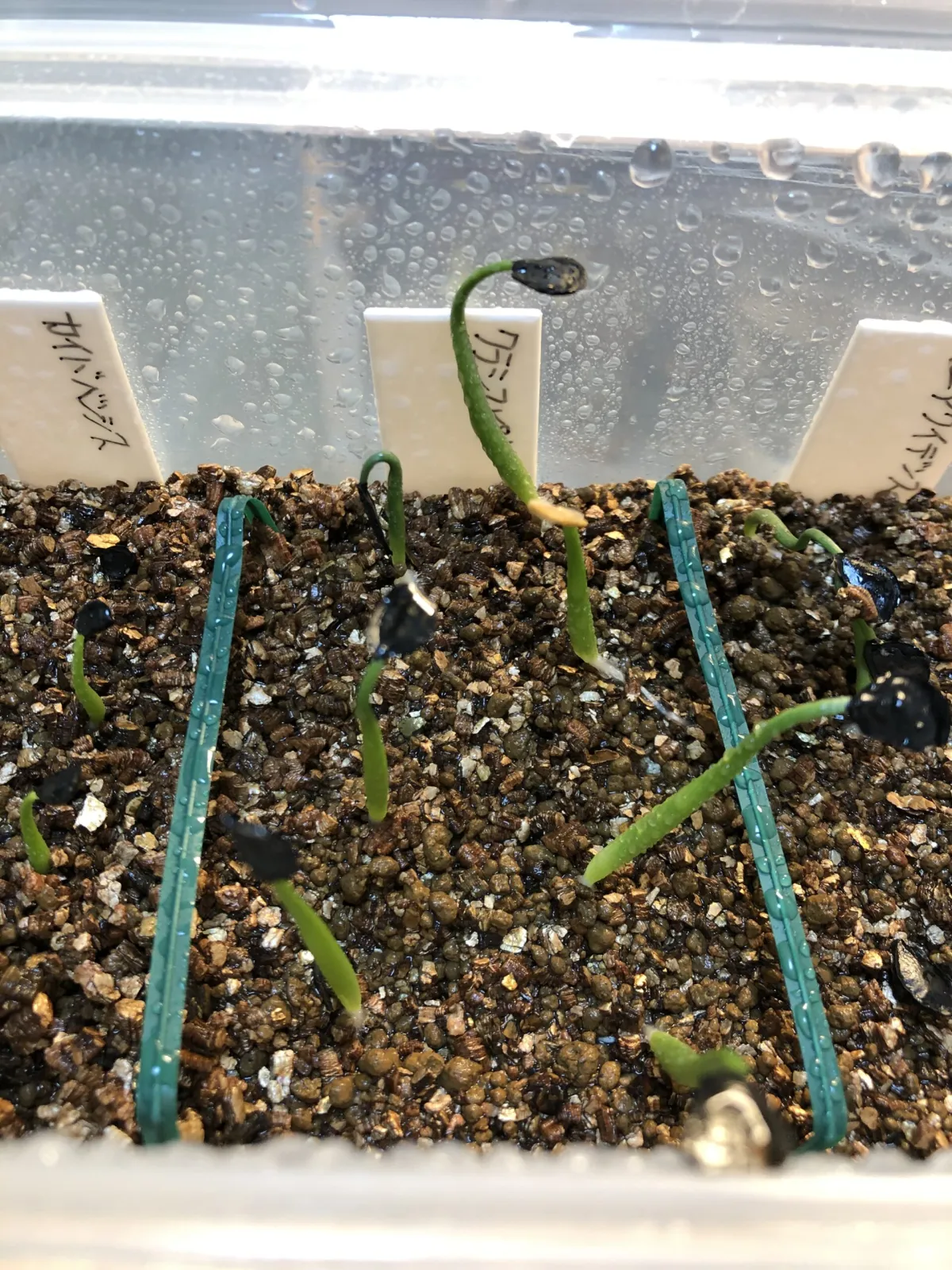 Agave salmiana ssp. crassispina (アガベ サルミアナ クラシスピナ)