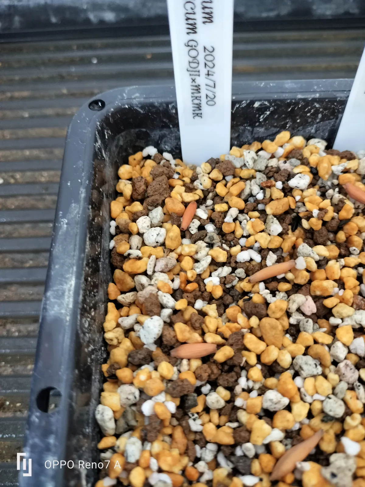 x MKMK Adenium arabicum Godji x MKMK (アデニウム ゴッジ)