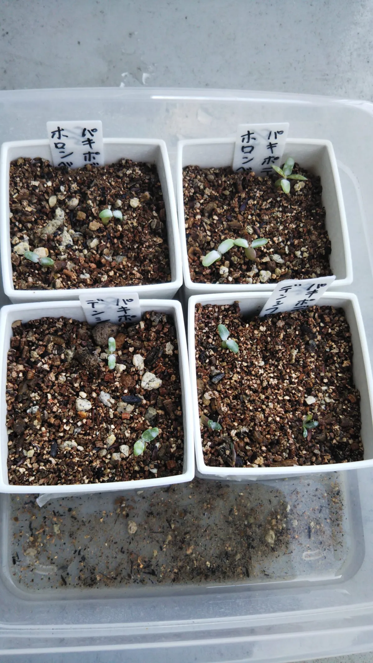 Pachypodium densiflorum var. densiflorum (パキポディウム デンシフローラム)