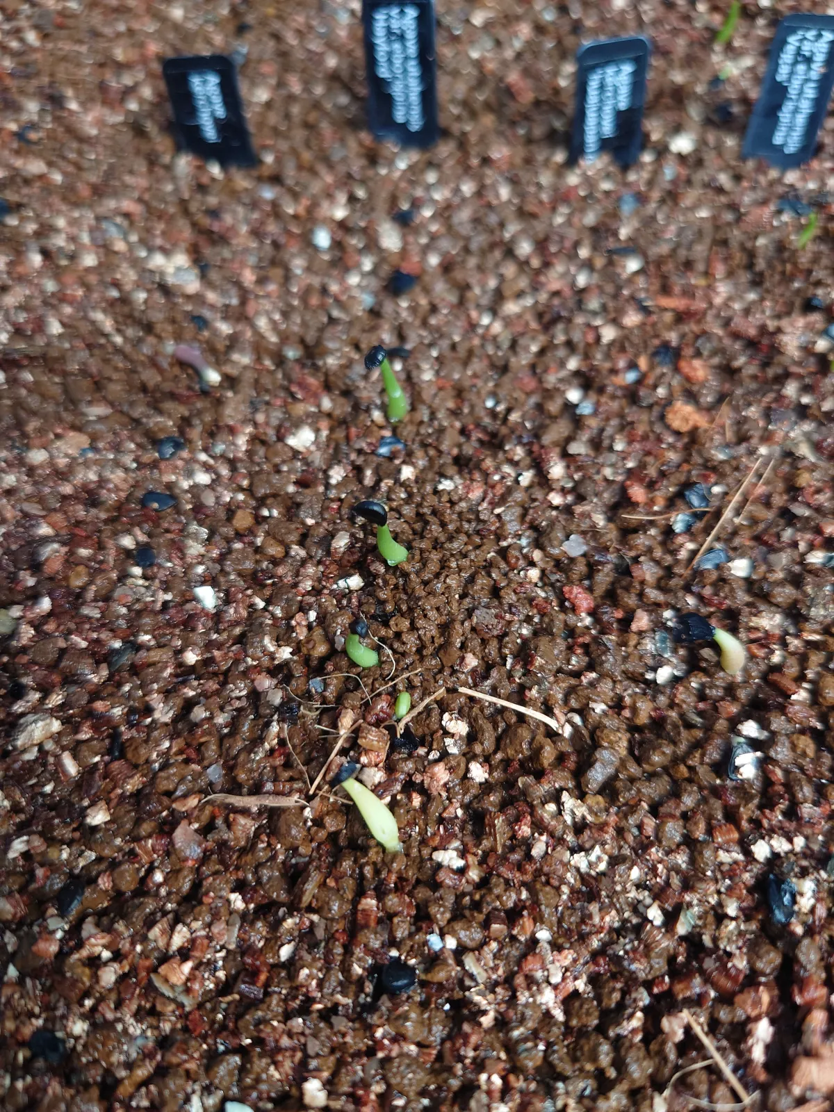 Agave utahensis var. eborispina (アガベ エボリスピナ ヘイフォード)