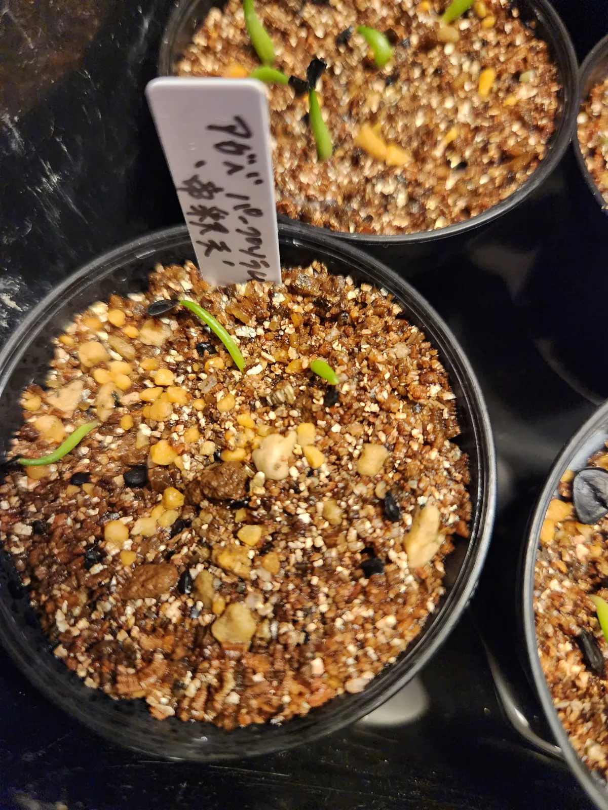 Agave ghiesbreghtii (アガベ パルプソーラム)