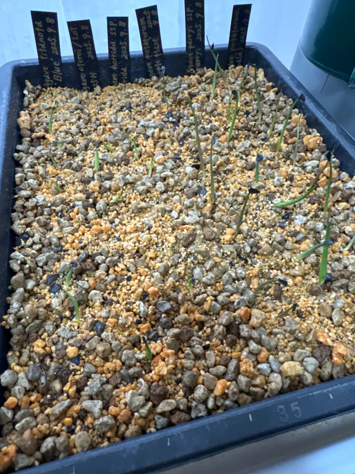 Agave titanota Blue Lot. (アガベ チタノタブルー)