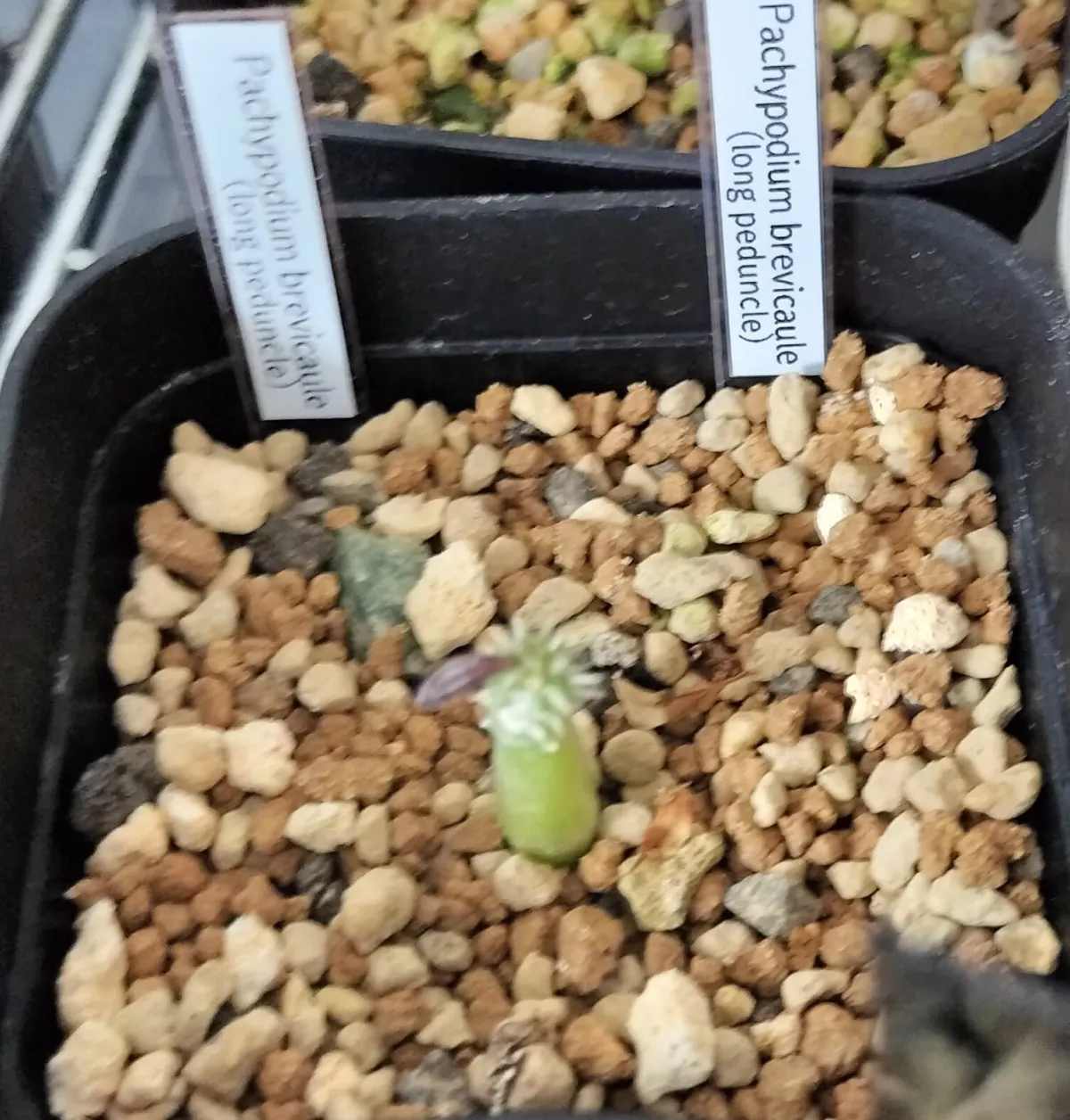 Pachypodium brevicaule (パキポディウム ブレビカウレ（長茎）)