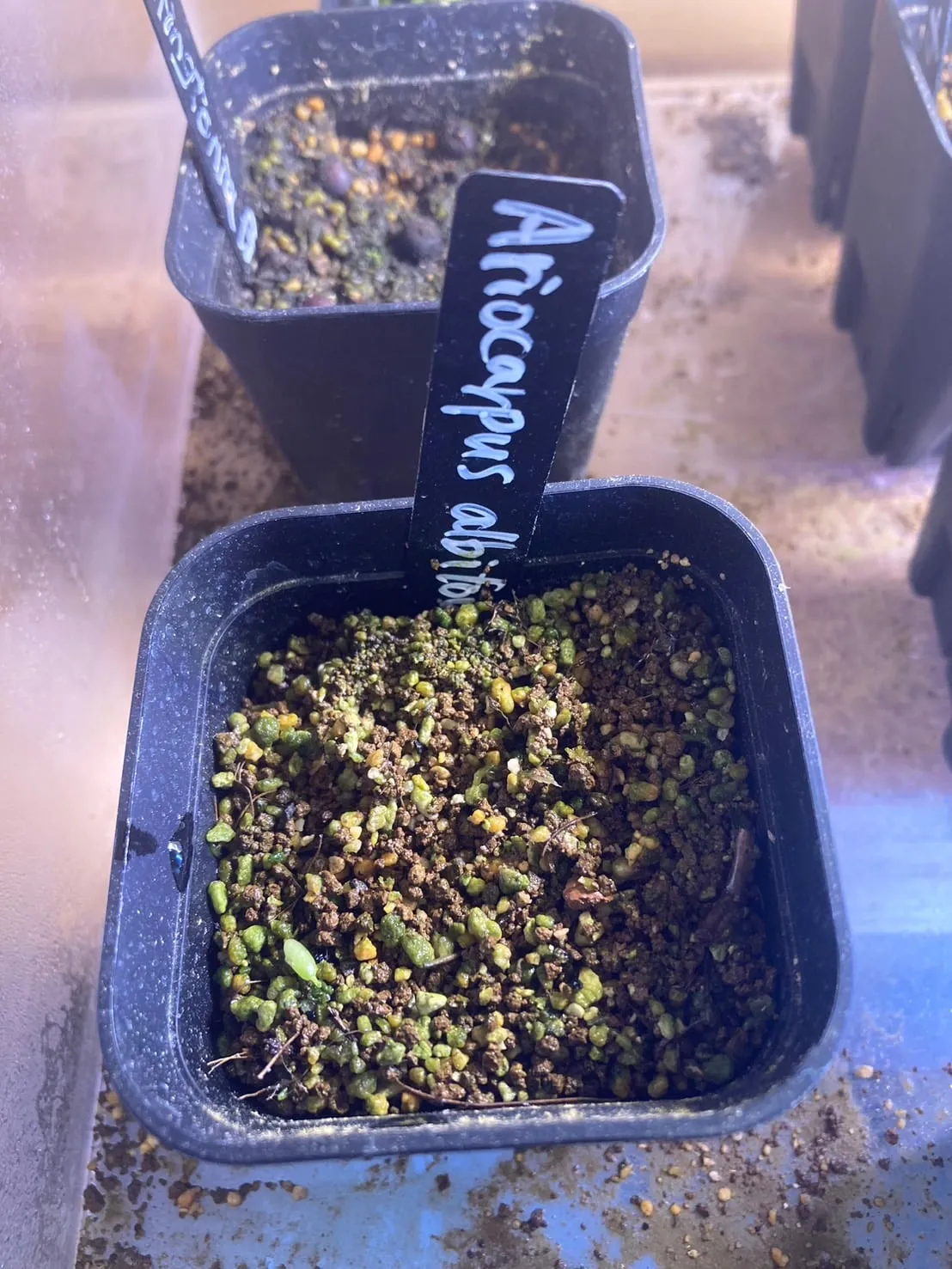 Ariocarpus kotschoubeyanus var. albiflorus (アリオカルプス 姫牡丹)