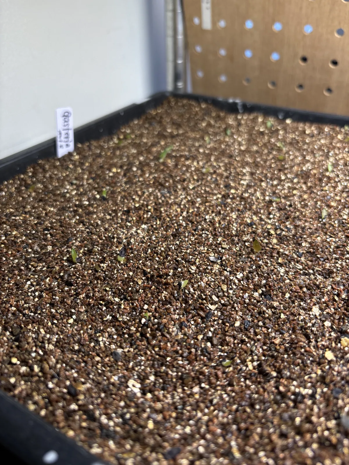 Gasteria Mix (ガステリア ミックス)