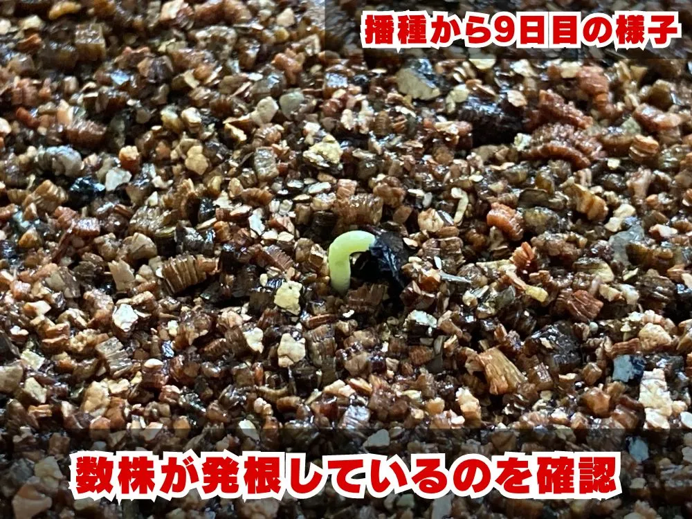 Agave seemanniana Pygmaea (アガベ ピグマエア)