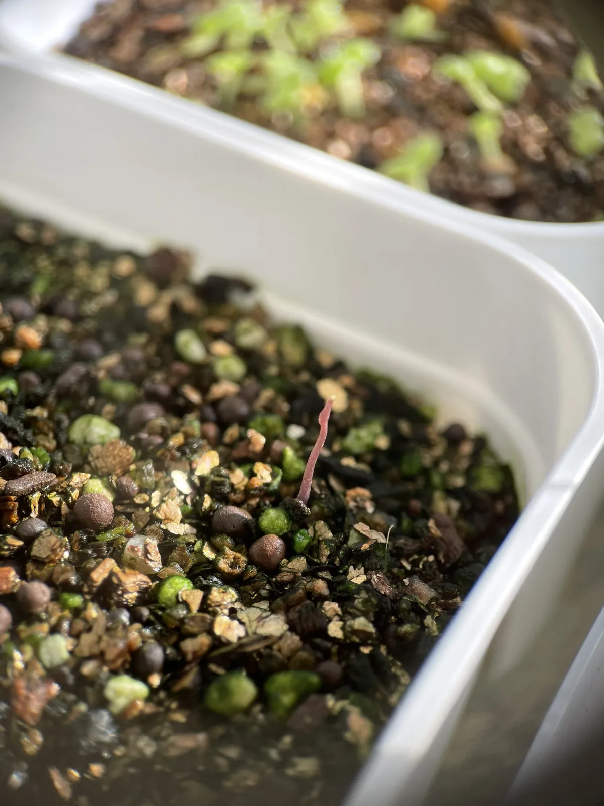 Dioscorea elephantipes (ディオスコレア エレファンティペス)