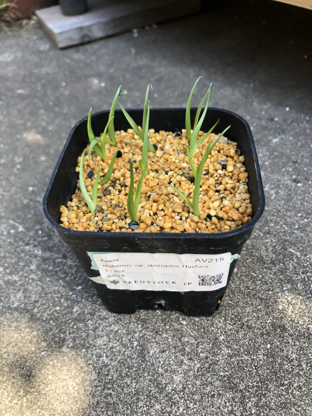 Agave utahensis var. eborispina (アガベ エボリスピナ ヘイフォード)
