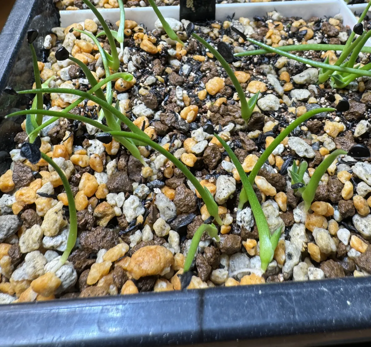 Agave utahensis var. eborispina Vegas (アガベ エボリスピナ ヴェガス)