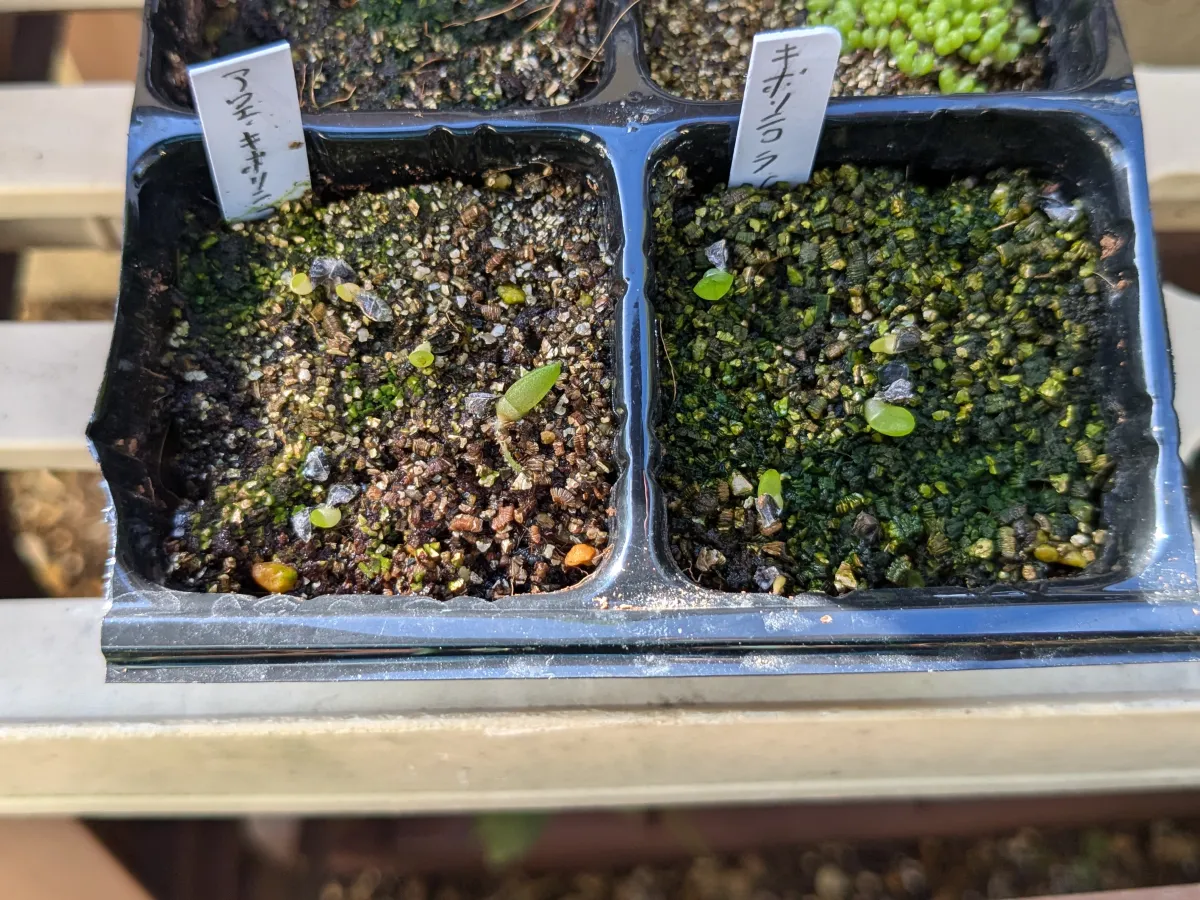 Aloe cipolinicola (アロエ キポリニコラ)