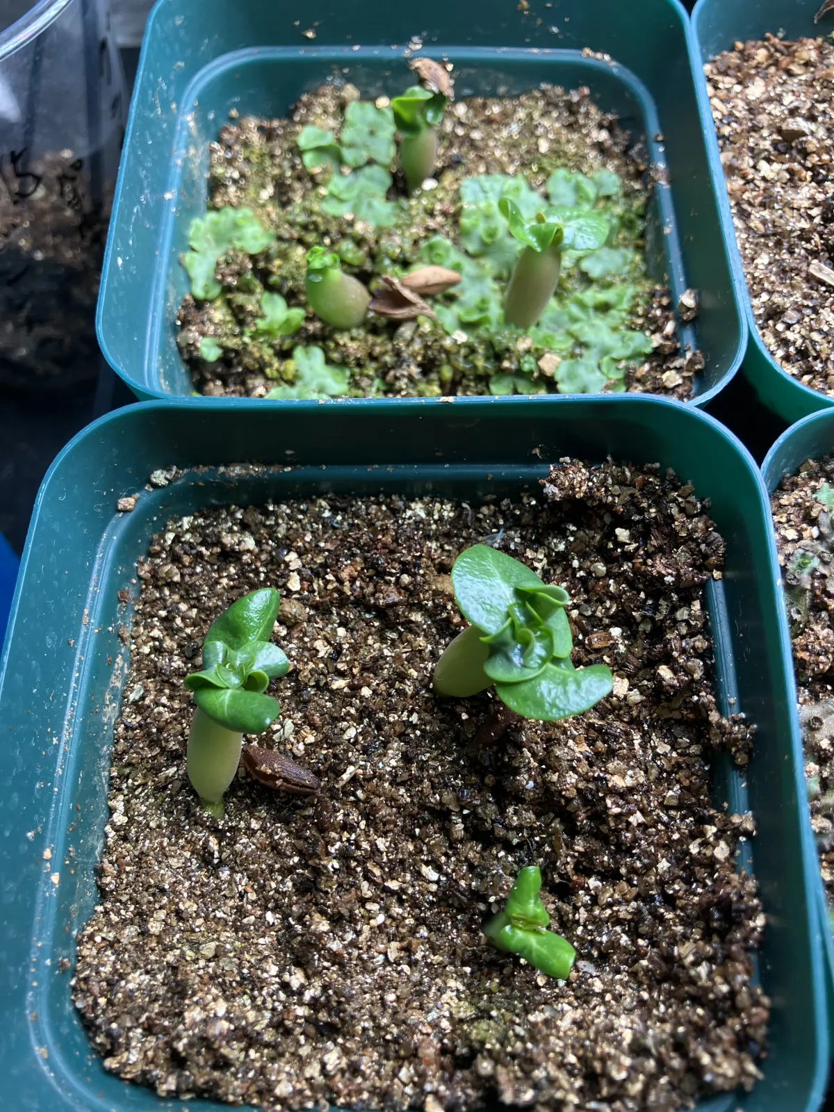 DHA Adenium thai socotranum DHA (アデニウム)