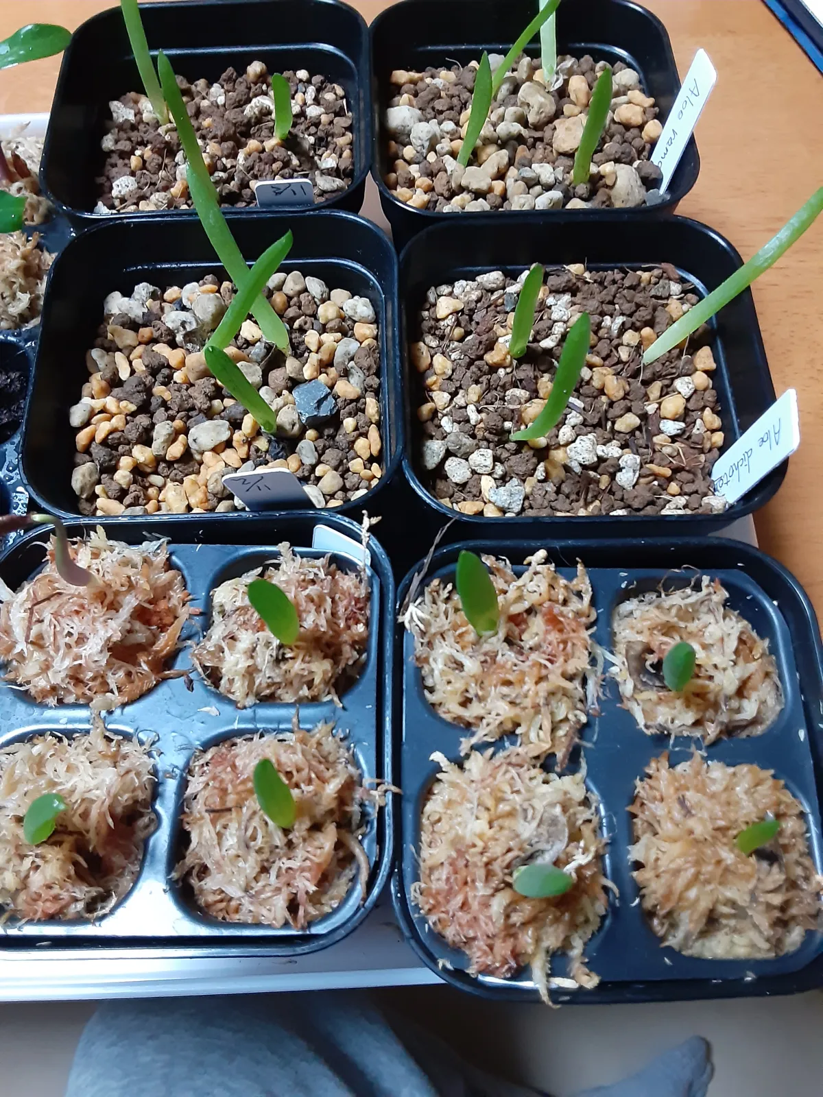 Aloe ramosissima (アロエ ラモシシマ)