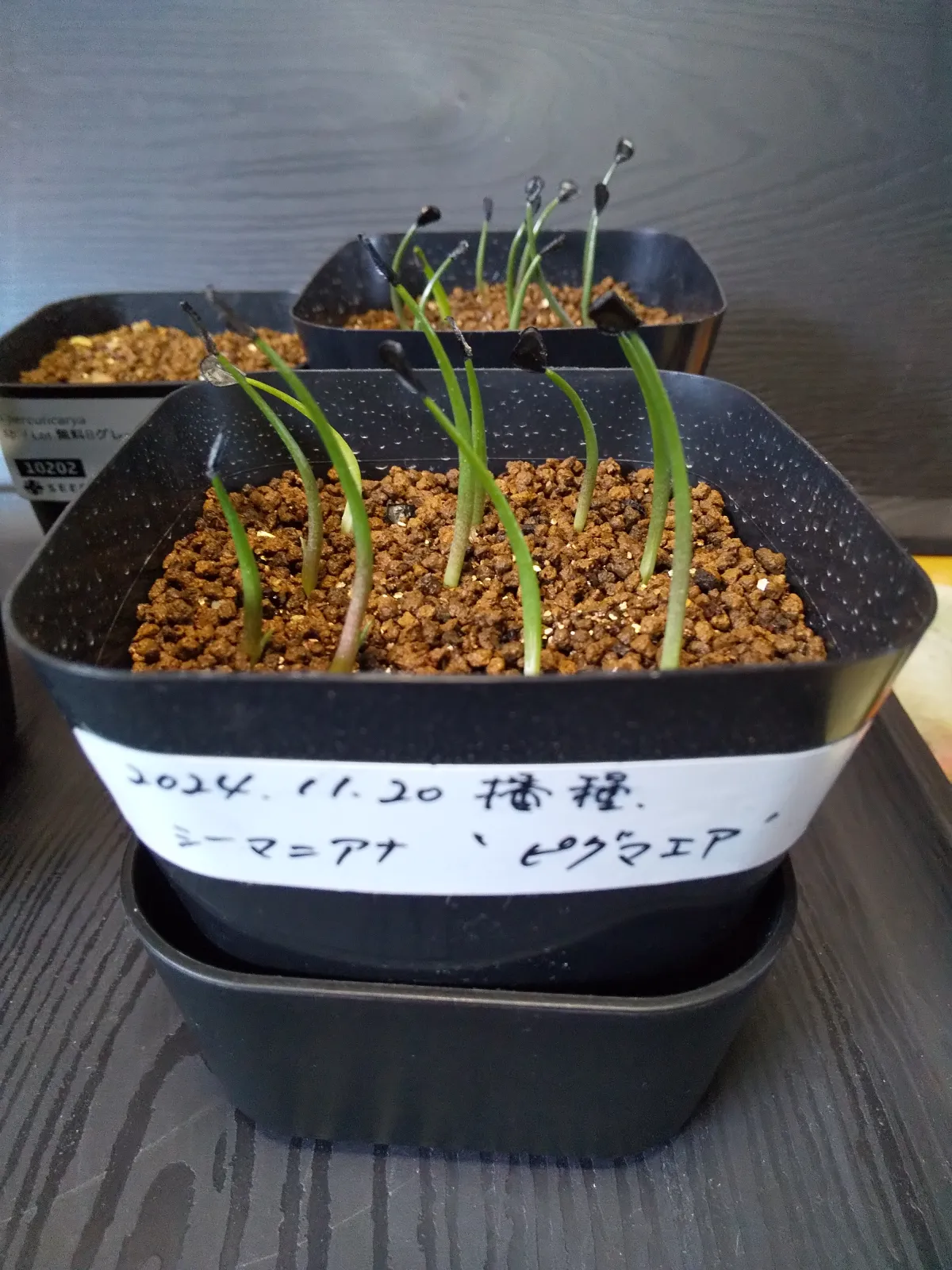Agave seemanniana Pygmaea (アガベ ピグマエア)