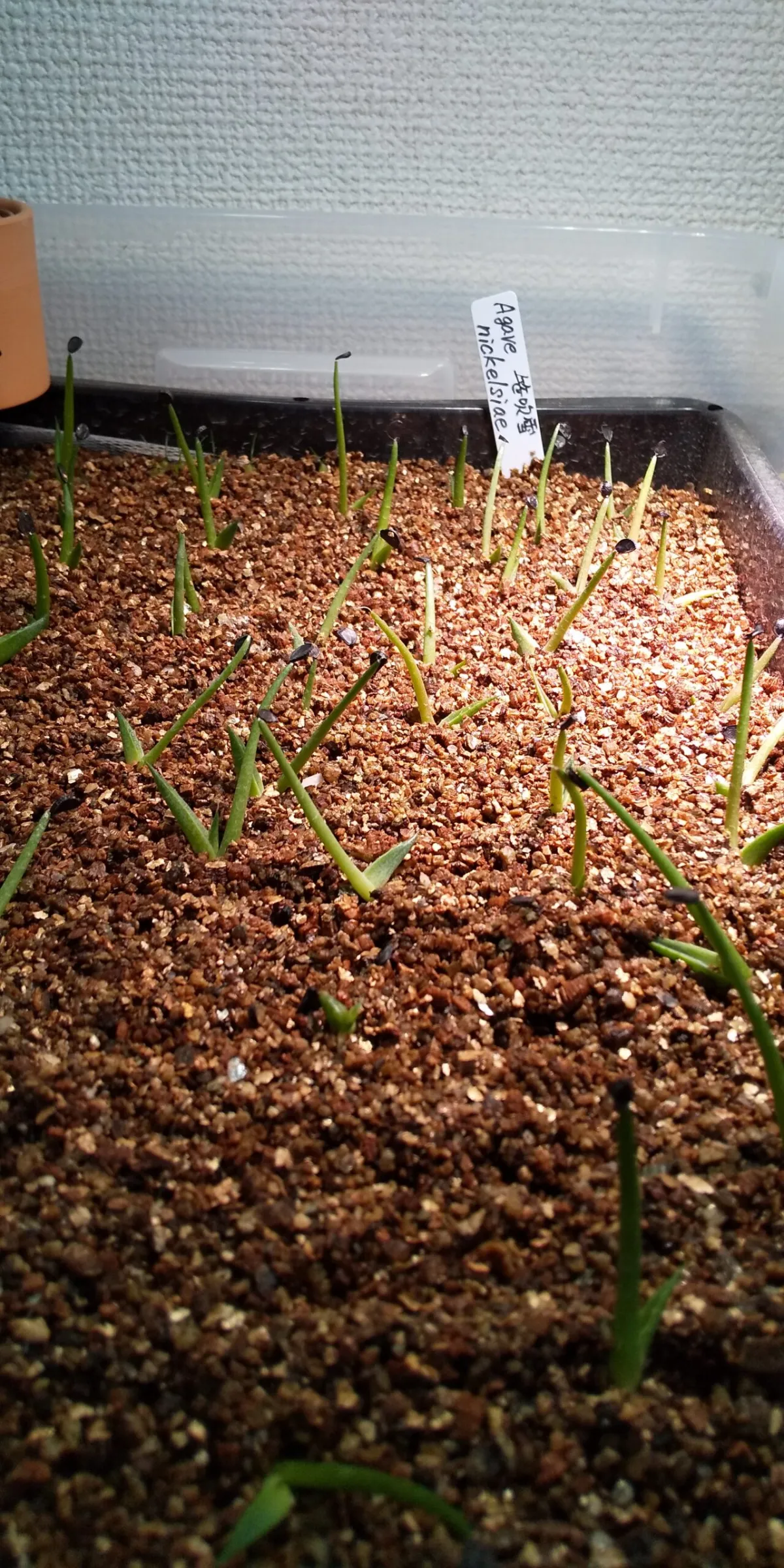 Agave nickelsiae (アガベ ニッケルシー)