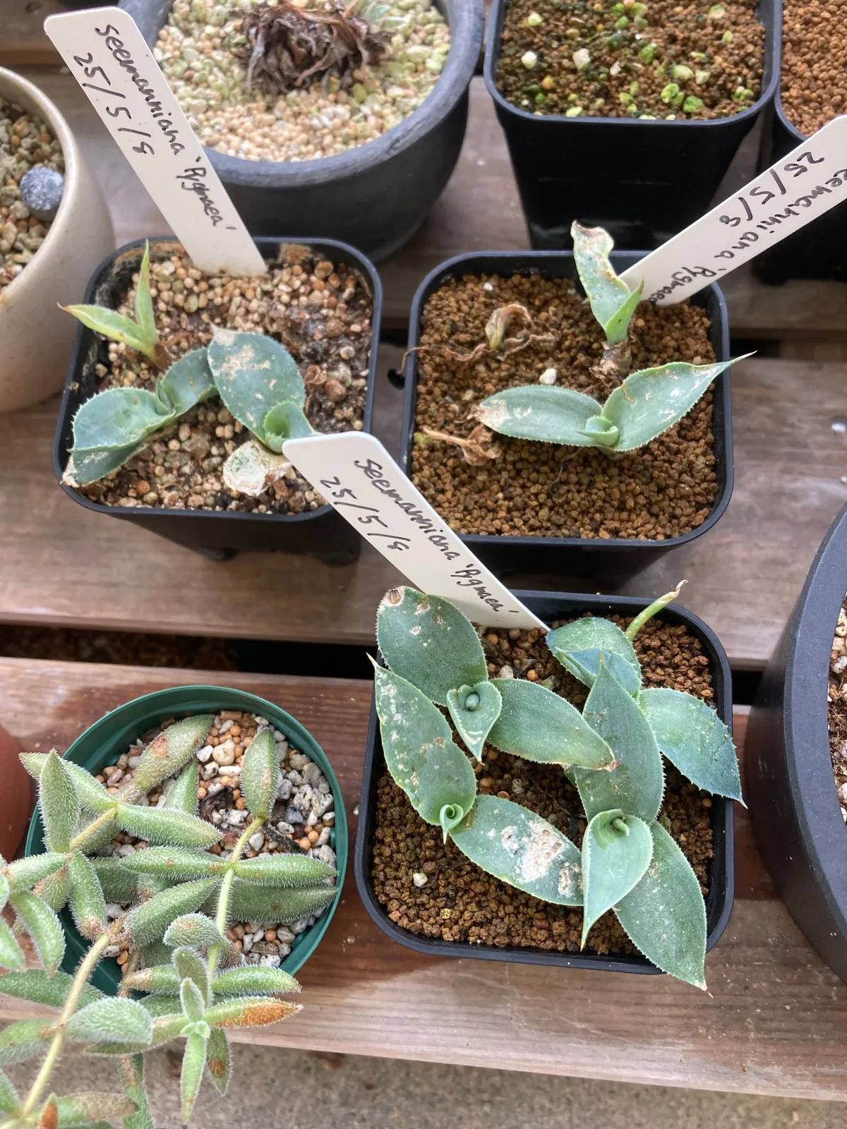 Agave titanota Blue Lot. (アガベ チタノタブルー)