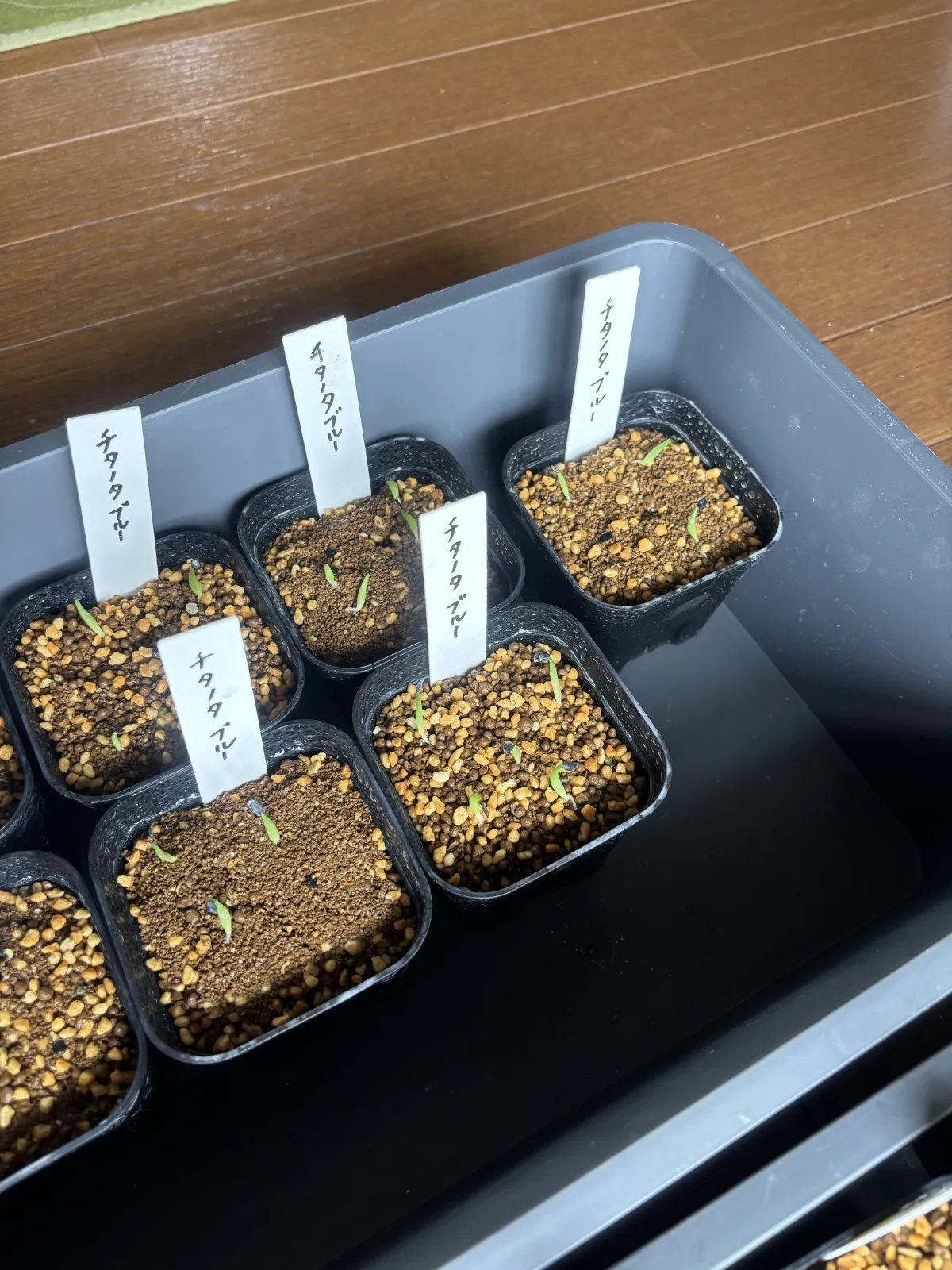 Agave titanota Blue Lot. (アガベ チタノタブルー)