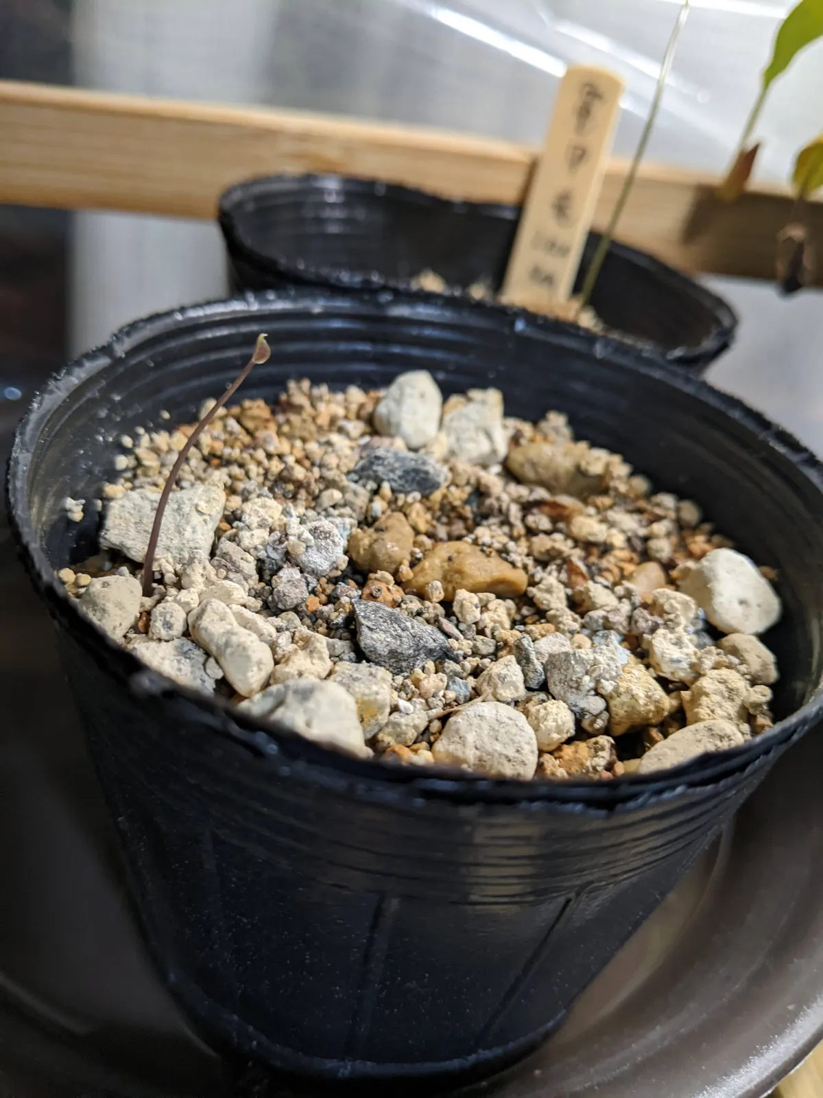 Dioscorea elephantipes (ディオスコレア エレファンティペス)