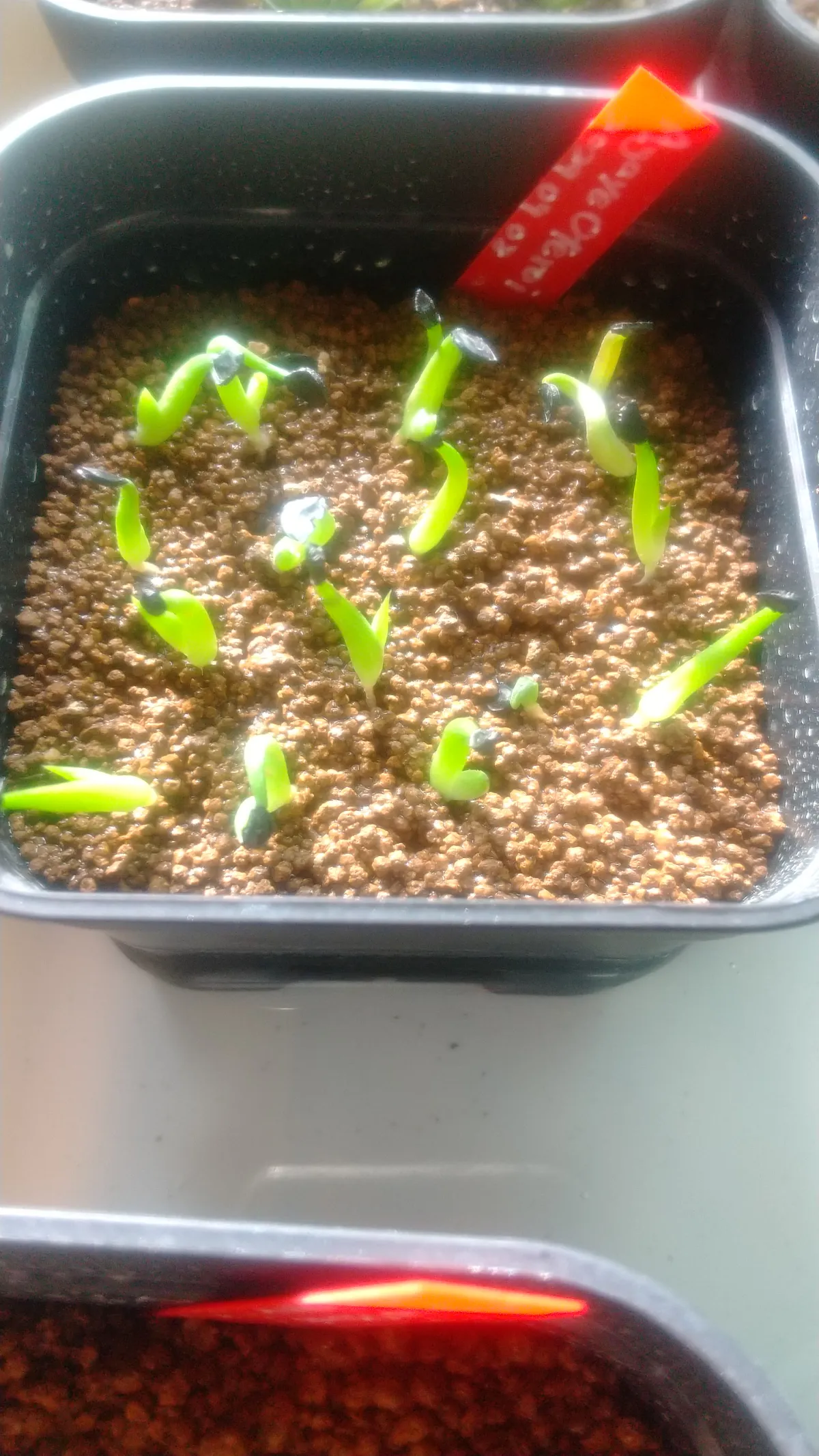 Agave oteroi Lot. (アガベ オテロイ)