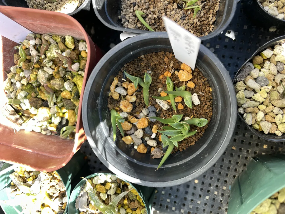 Agave parryi ssp. parryi (アガベ パリー)