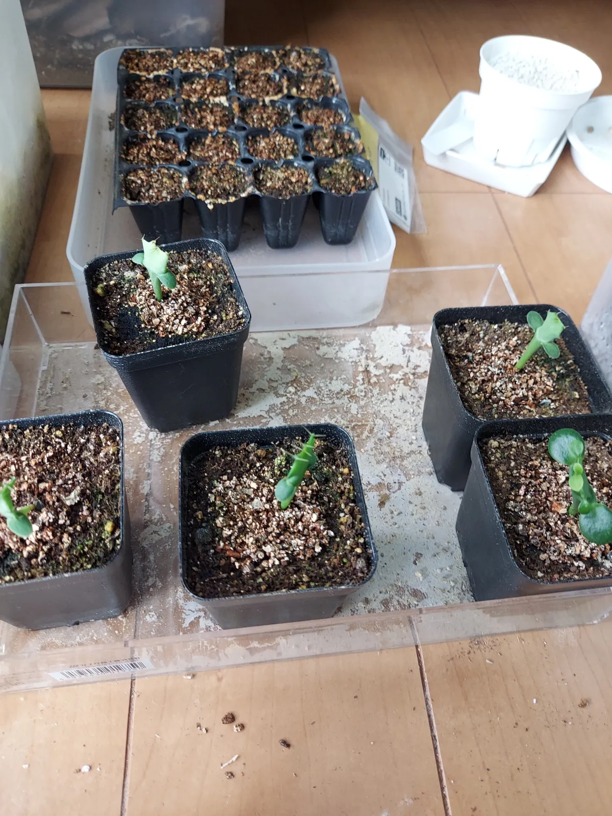 Euphorbia grandicornis (ユーフォルビア グランディコルニス)
