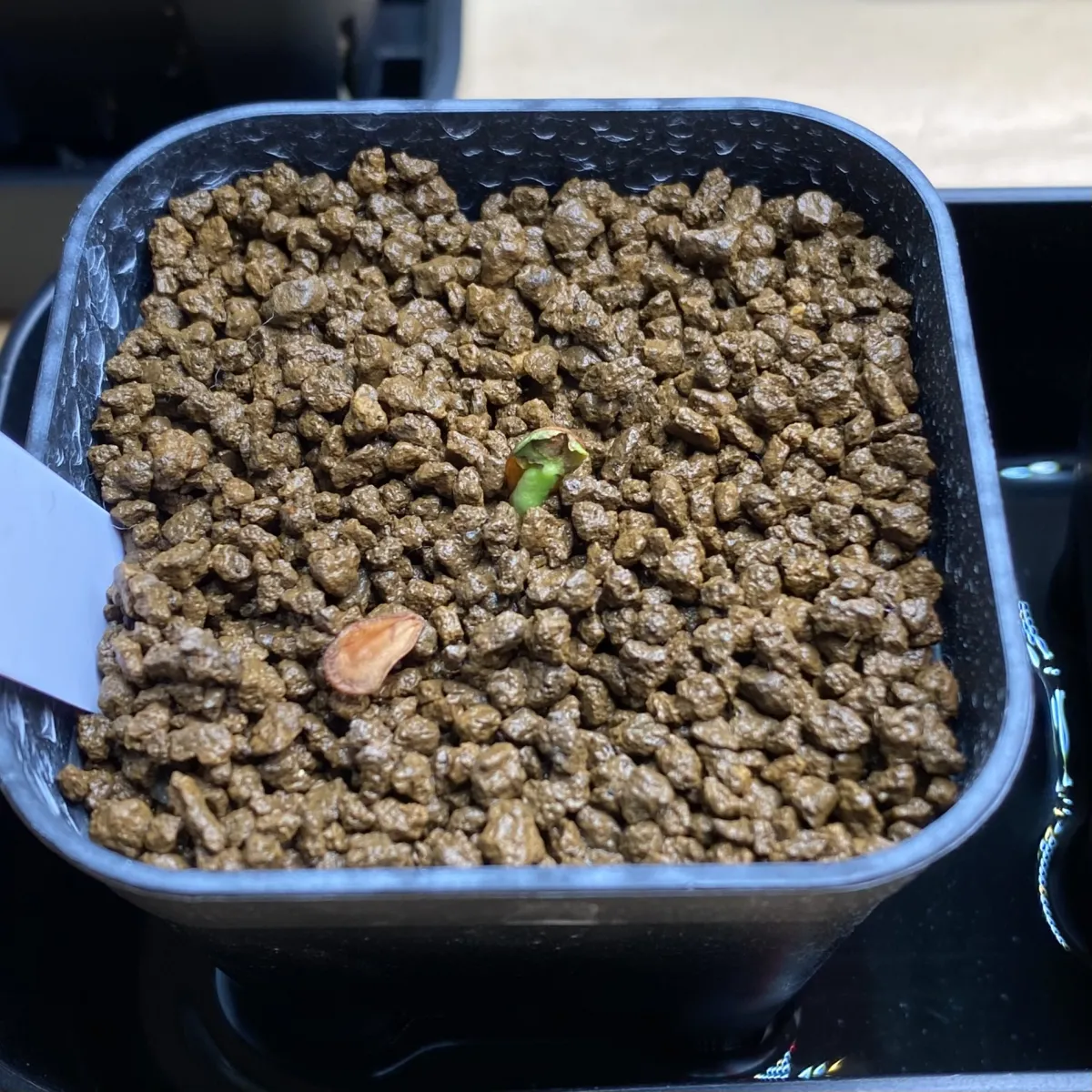 Pachypodium saundersii (パキポディウム サンデルシー)