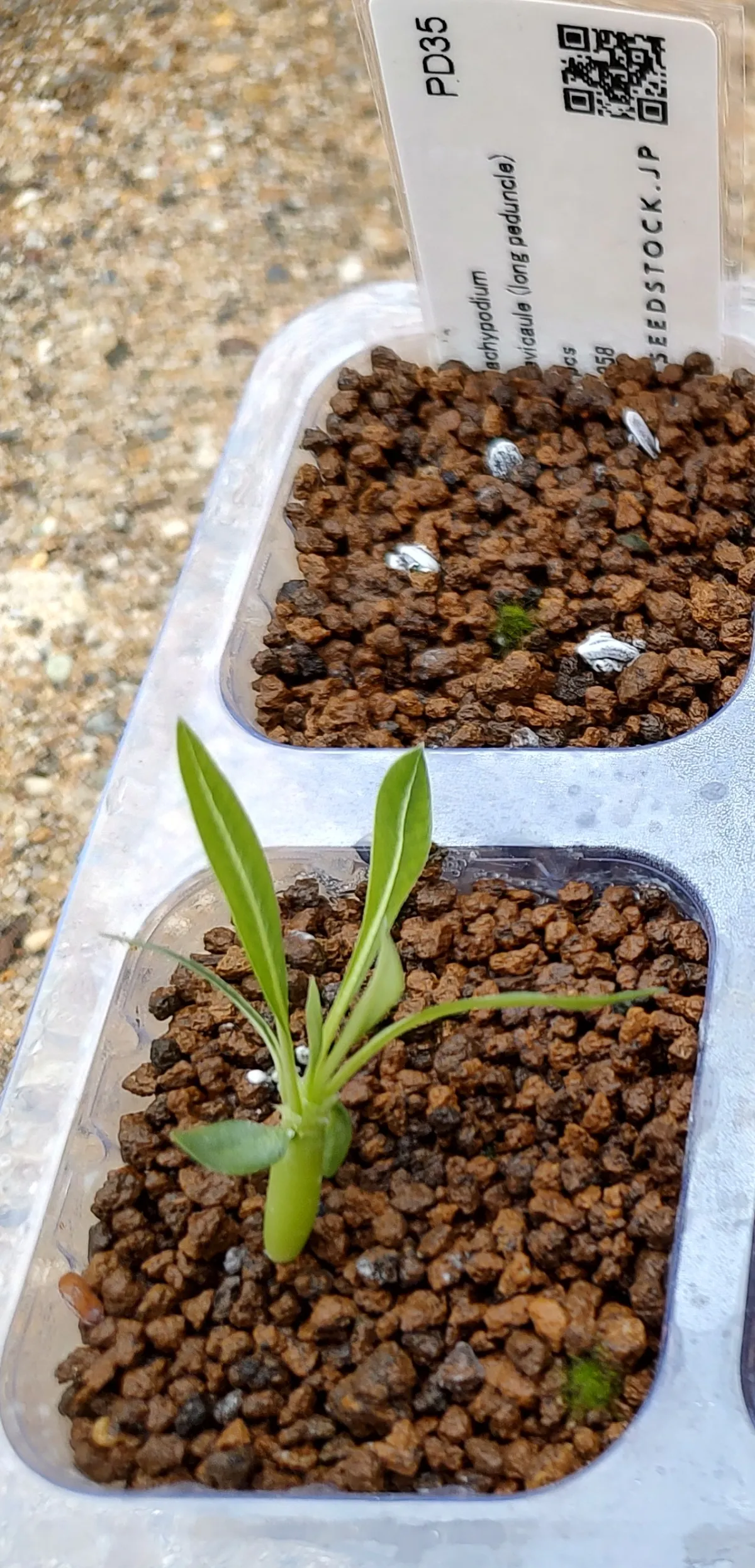Pachypodium brevicaule (パキポディウム ブレビカウレ（長茎）)