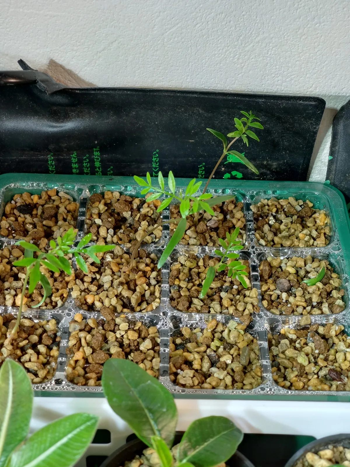 Operculicarya pachypus (オペルクリカリア パキプス)