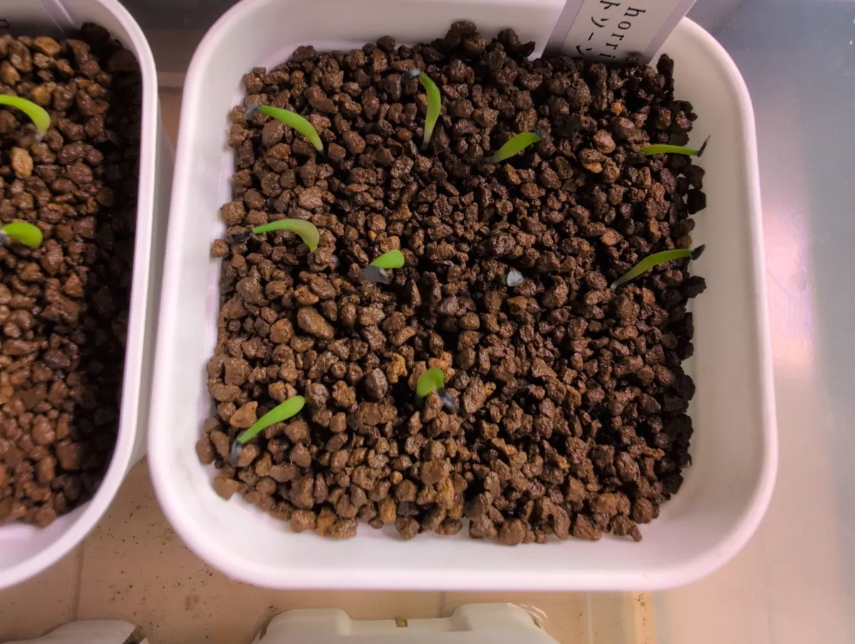 Agave horrida Chocolate Thorns (アガベ ホリダ チョコレートソーン)
