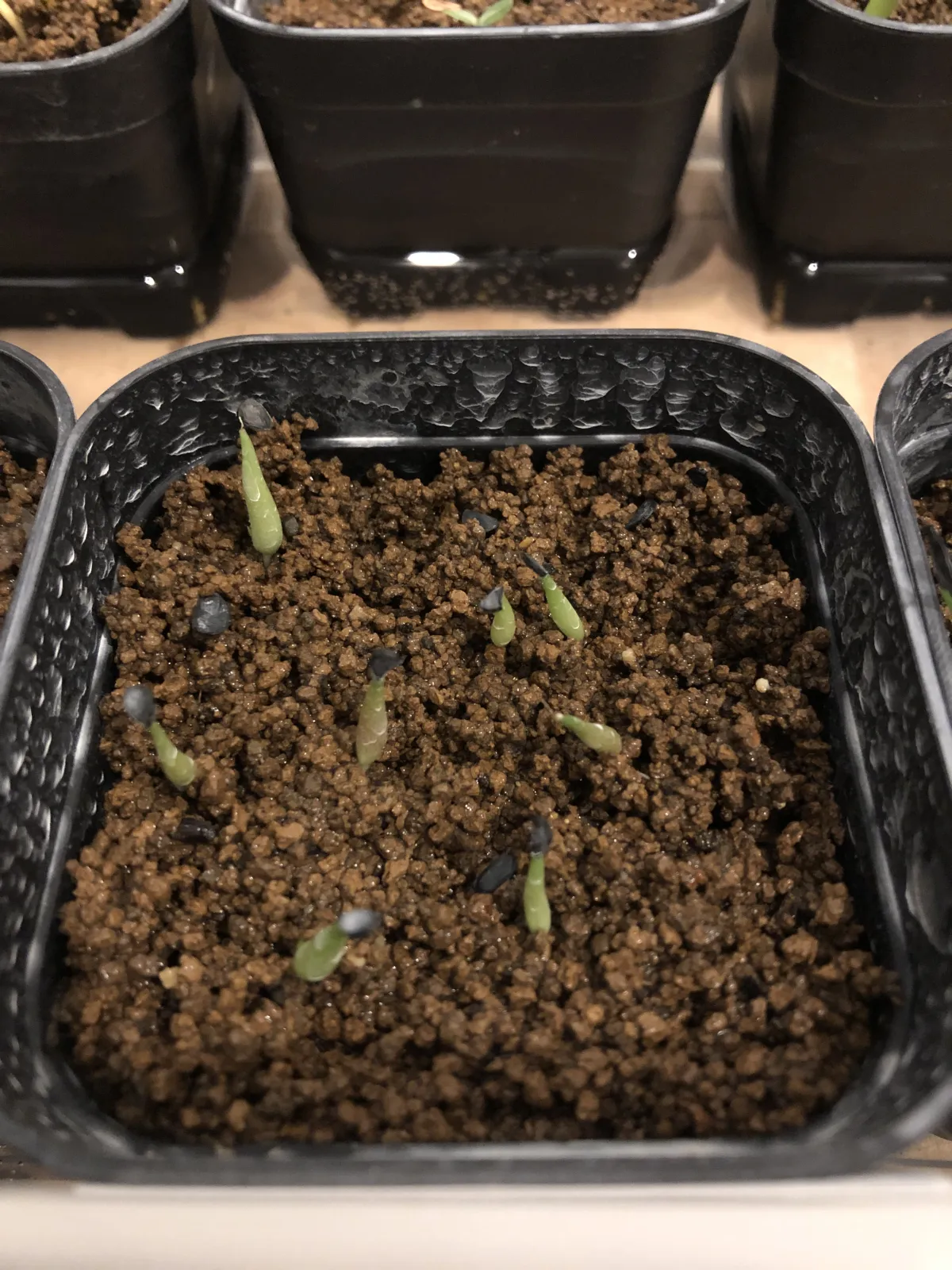 Agave victoriae-reginae ssp. victoriae-reginae (アガベ ビクトリアレジーナエ 笹の雪)