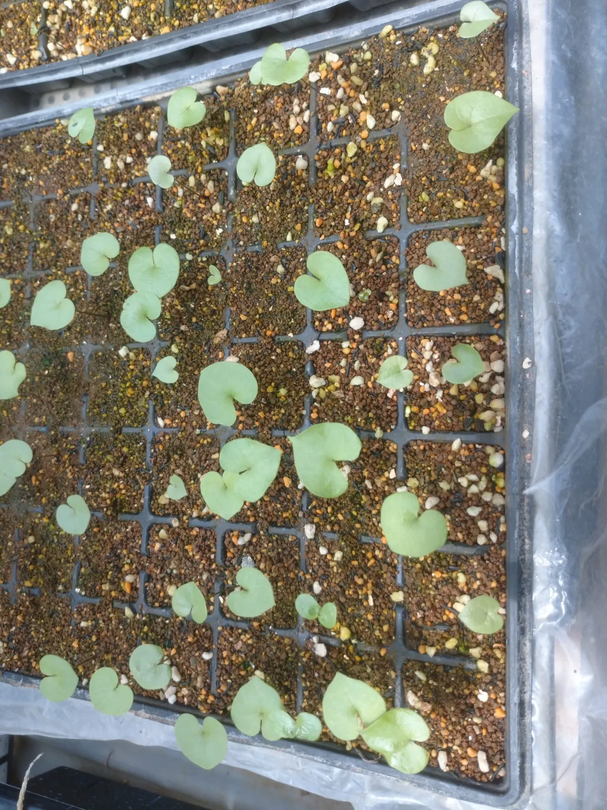 Dioscorea elephantipes (ディオスコレア エレファンティペス)
