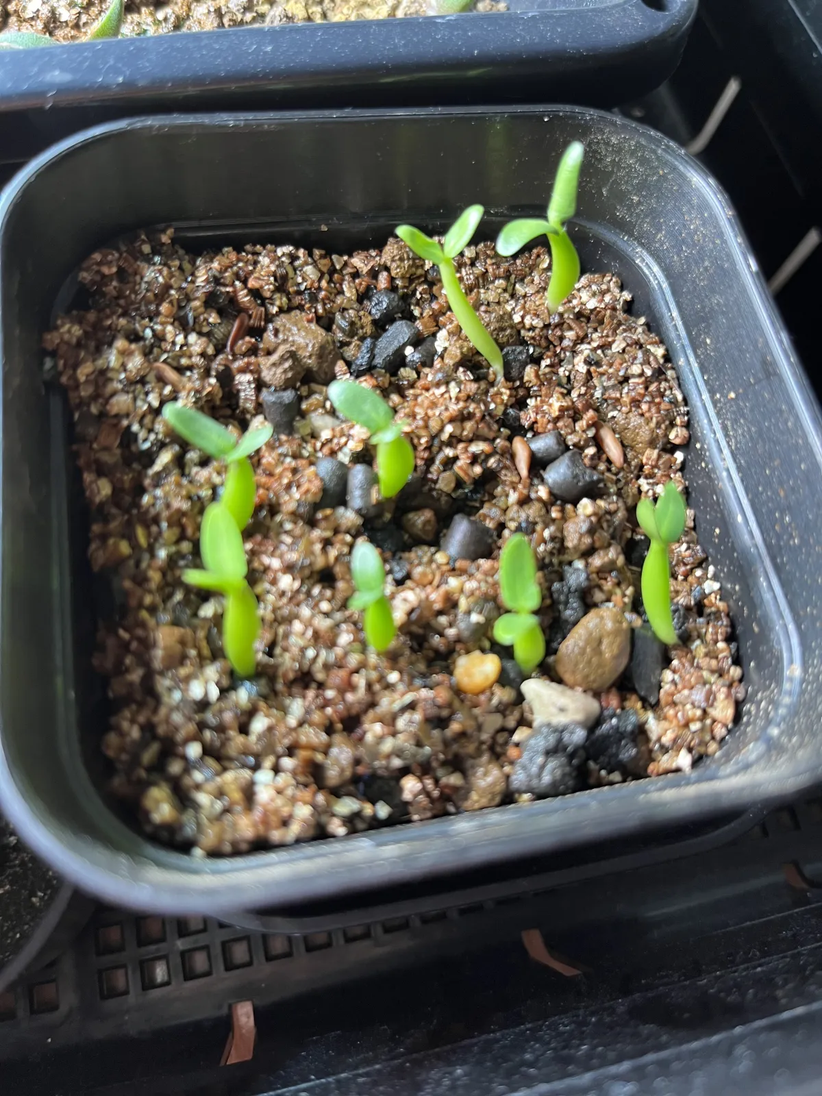 Pachypodium rosulatum (パキポディウム ロスラーツム)
