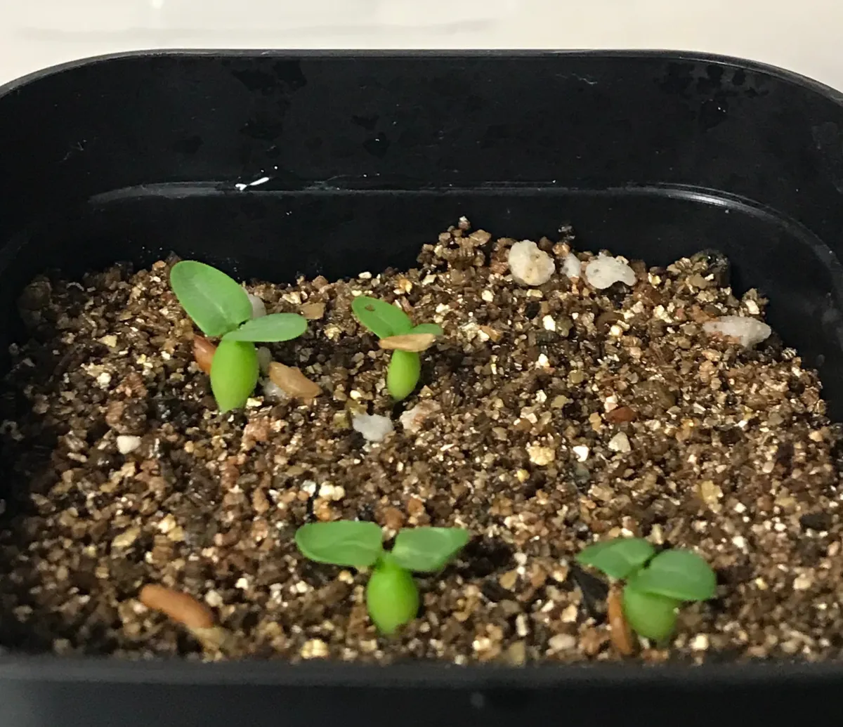 Pachypodium enigmaticum (パキポディウム エニグマチカム)