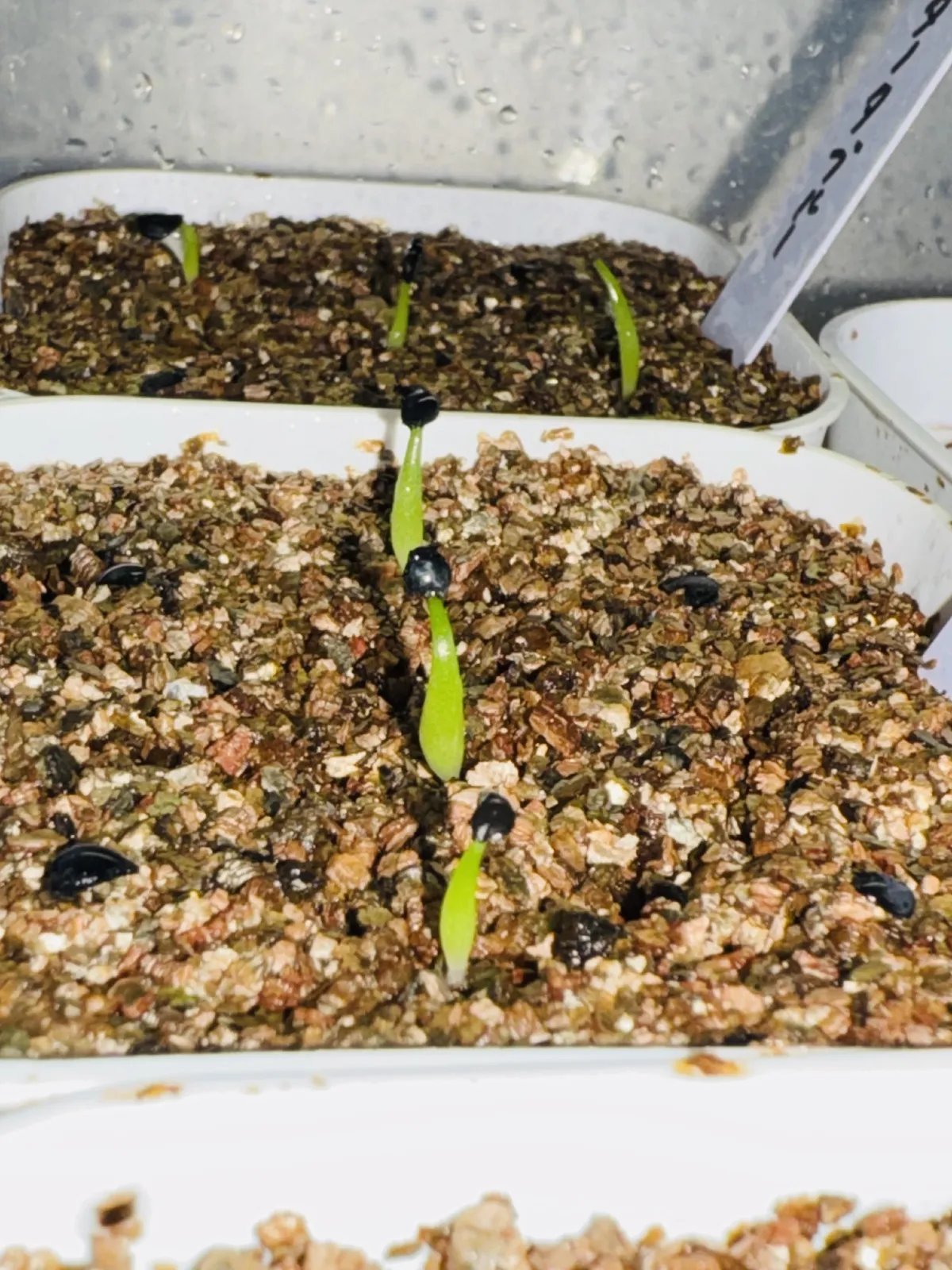 Agave titanota Blue Lot. (アガベ チタノタブルー)