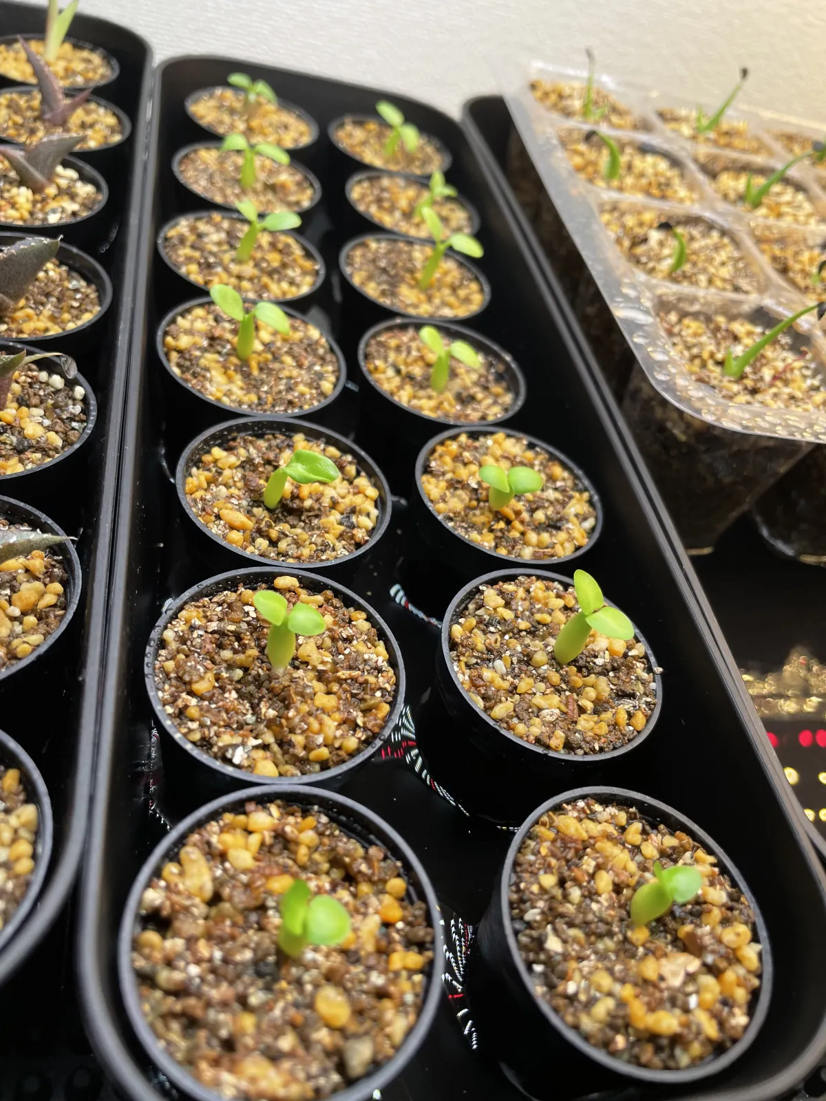 Pachypodium succulentum (パキポディウム サキュレンタム)