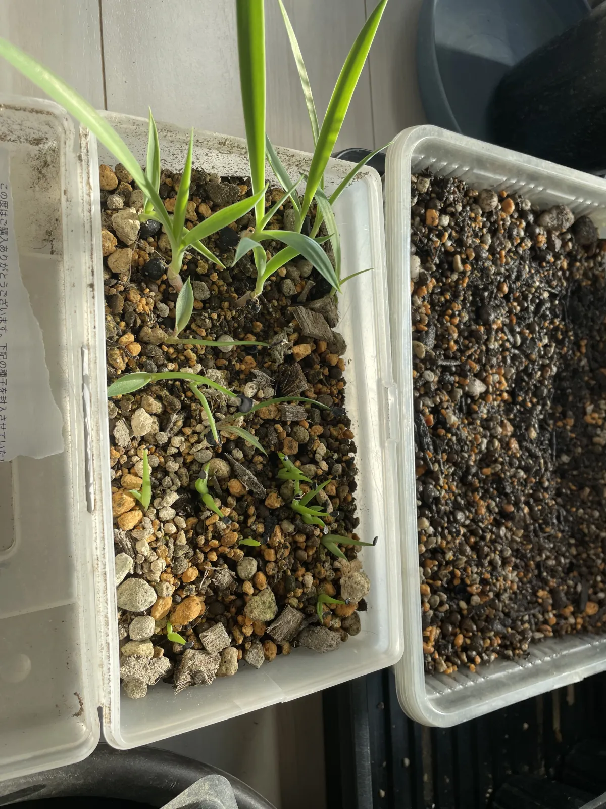 Agave parvidentata (アガベ パルビデンタータ)