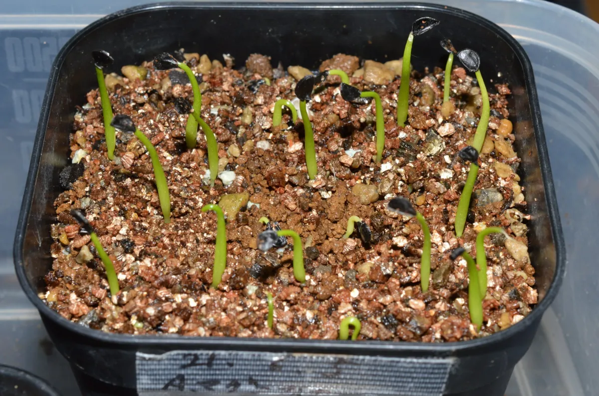 Agave sp. (アガベ マグニフィカ)