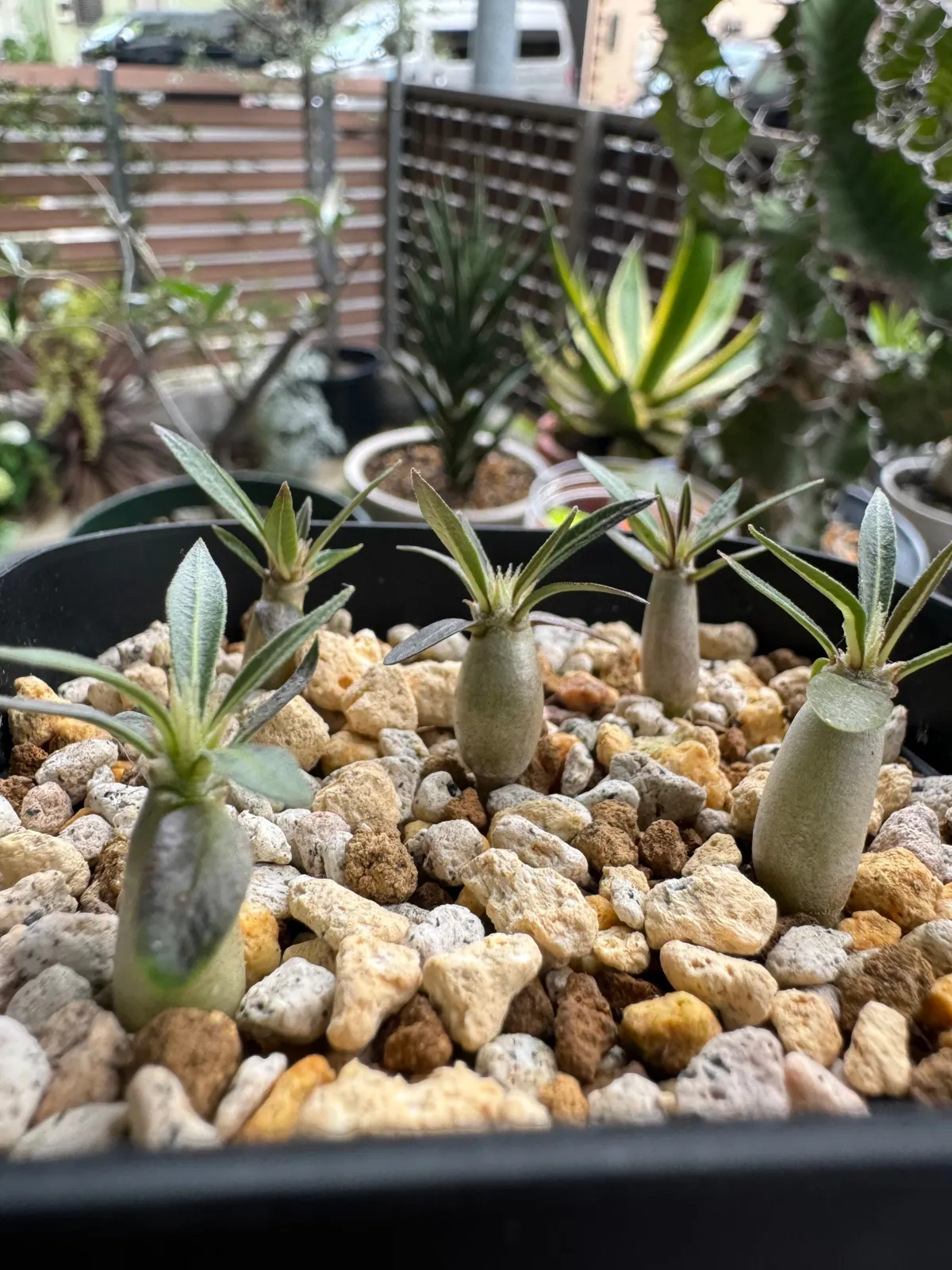Pachypodium rosulatum ssp. makayense (パキポディウム マカイエンセ)