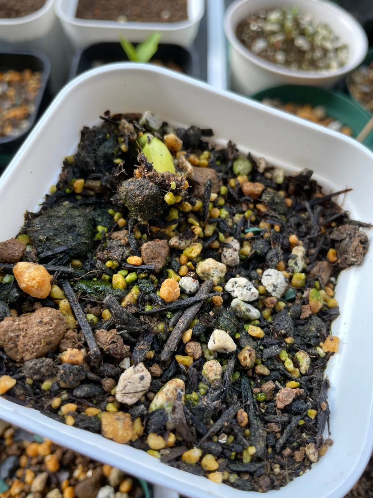 Cassia bakeriana (カッシア バケリアナ)