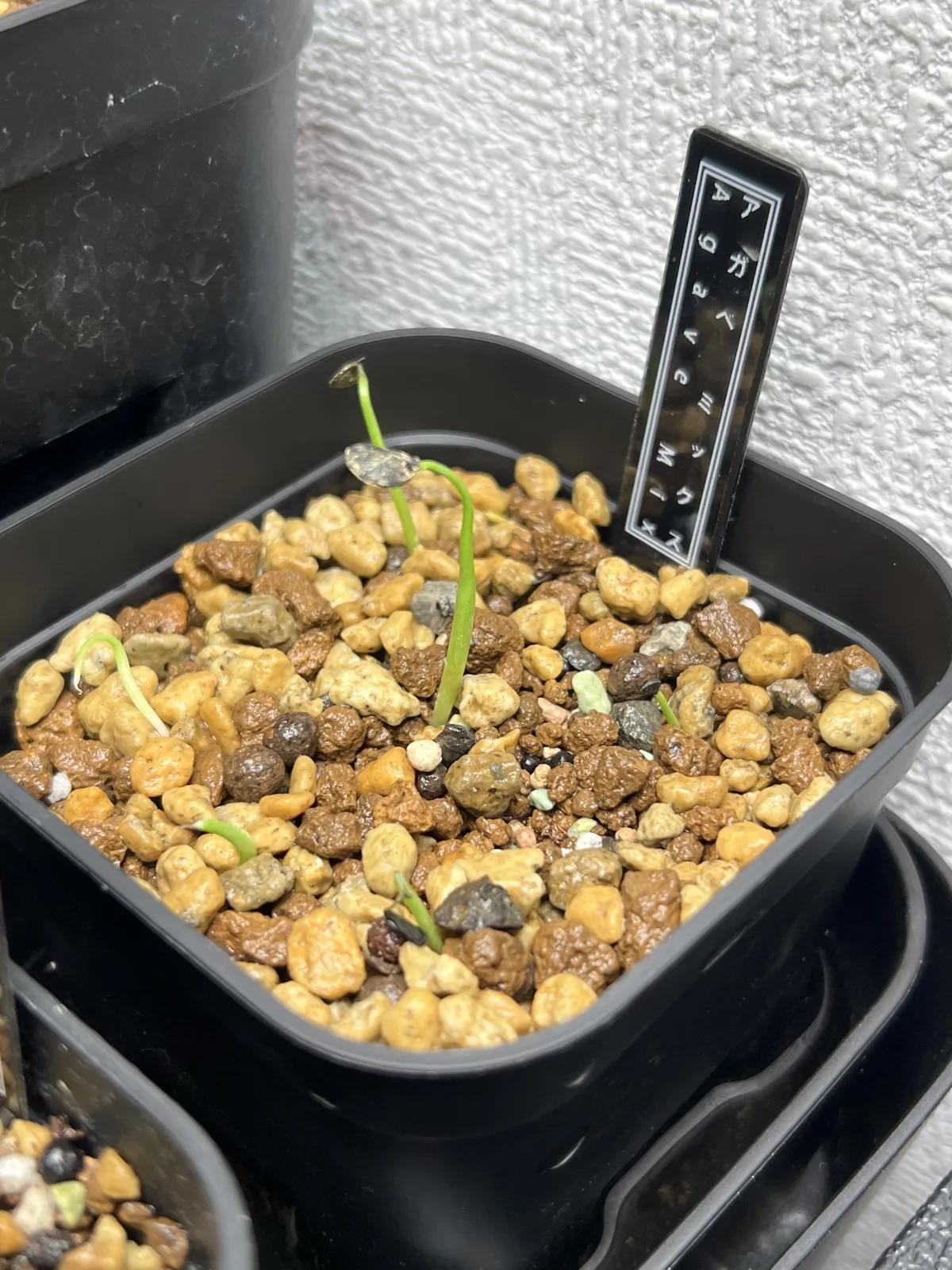 Agave Mix (アガベ ミックス)