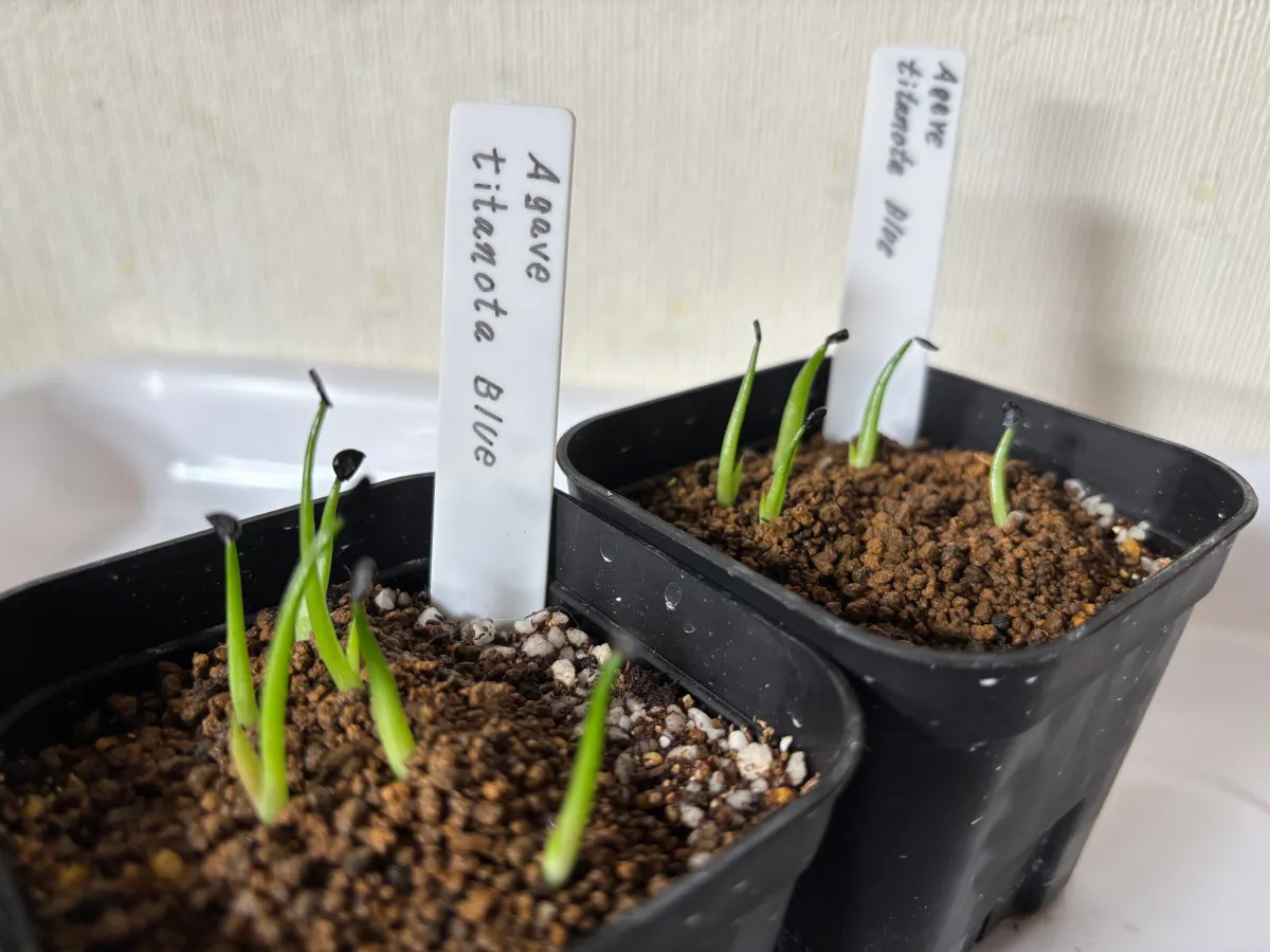 Agave titanota Blue Lot. (アガベ チタノタブルー)