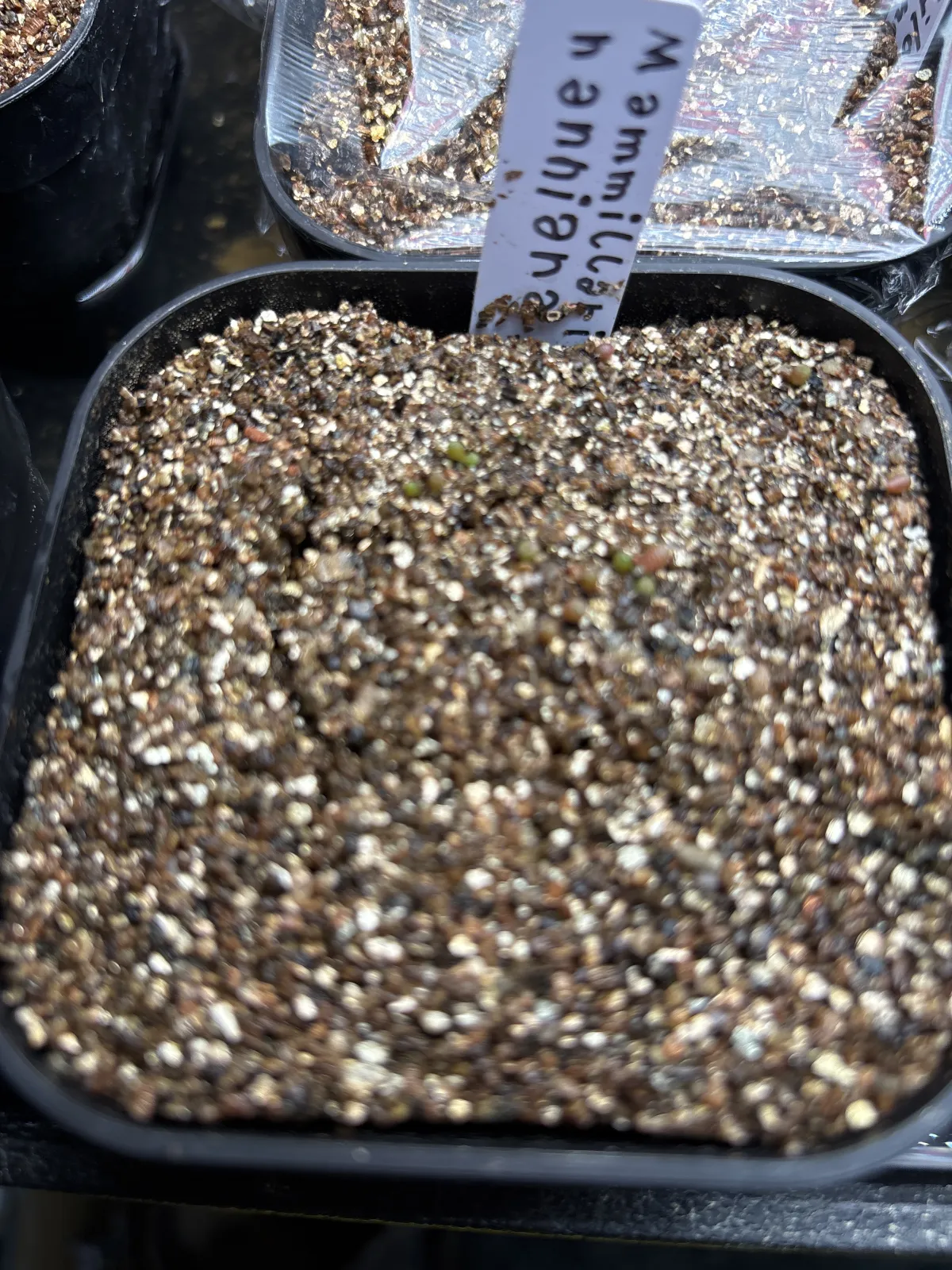 Mammillaria hanniana (マミラリア ハニアナ 玉翁)
