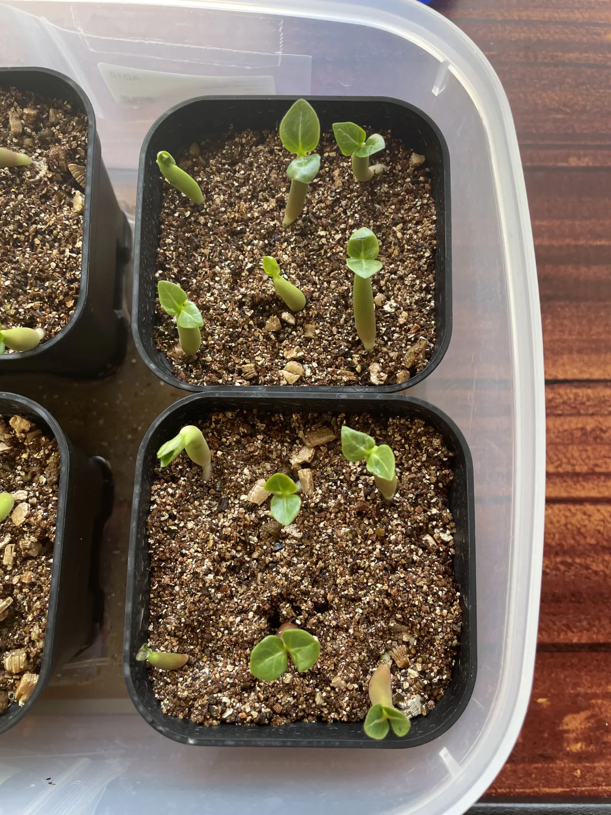 Adenium arabicum Yemen (アデニウム アラビカム イエメン)