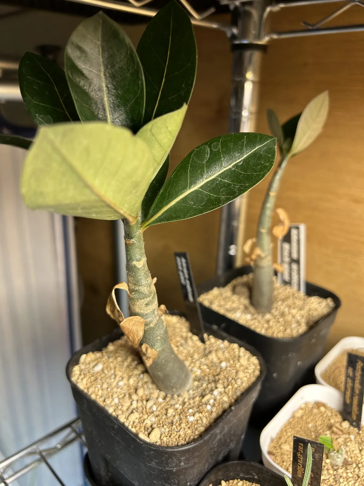 Adenium arabicum black giant (アデニウム アラビカム ブラックジャイアント)