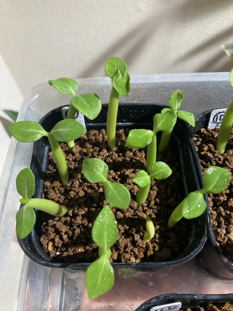 YLB Adenium arabicum Yak Lop Buri (アデニウム アラビカム)