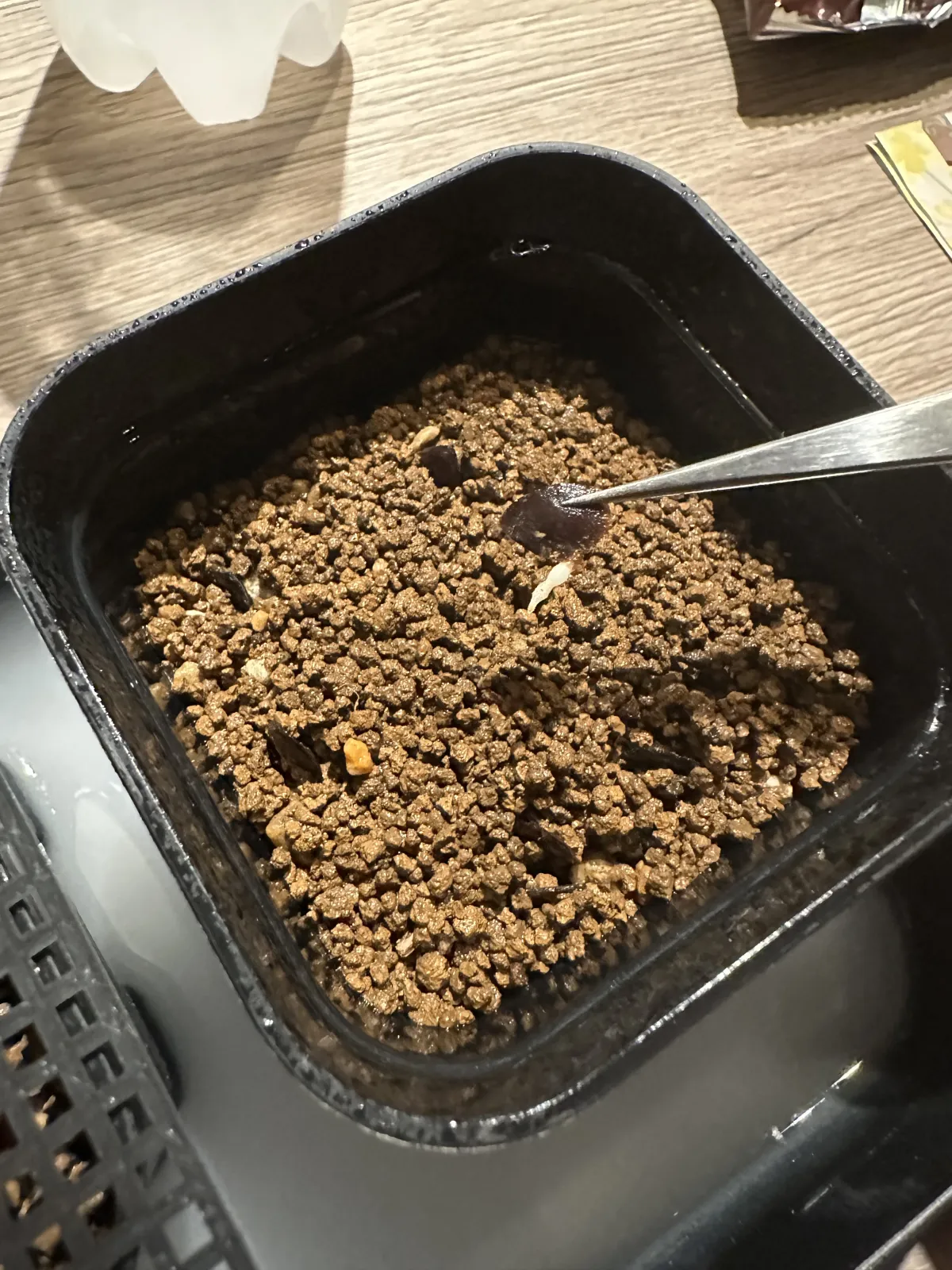 Dioscorea elephantipes Lot. (ディオスコレア エレファンティペス)