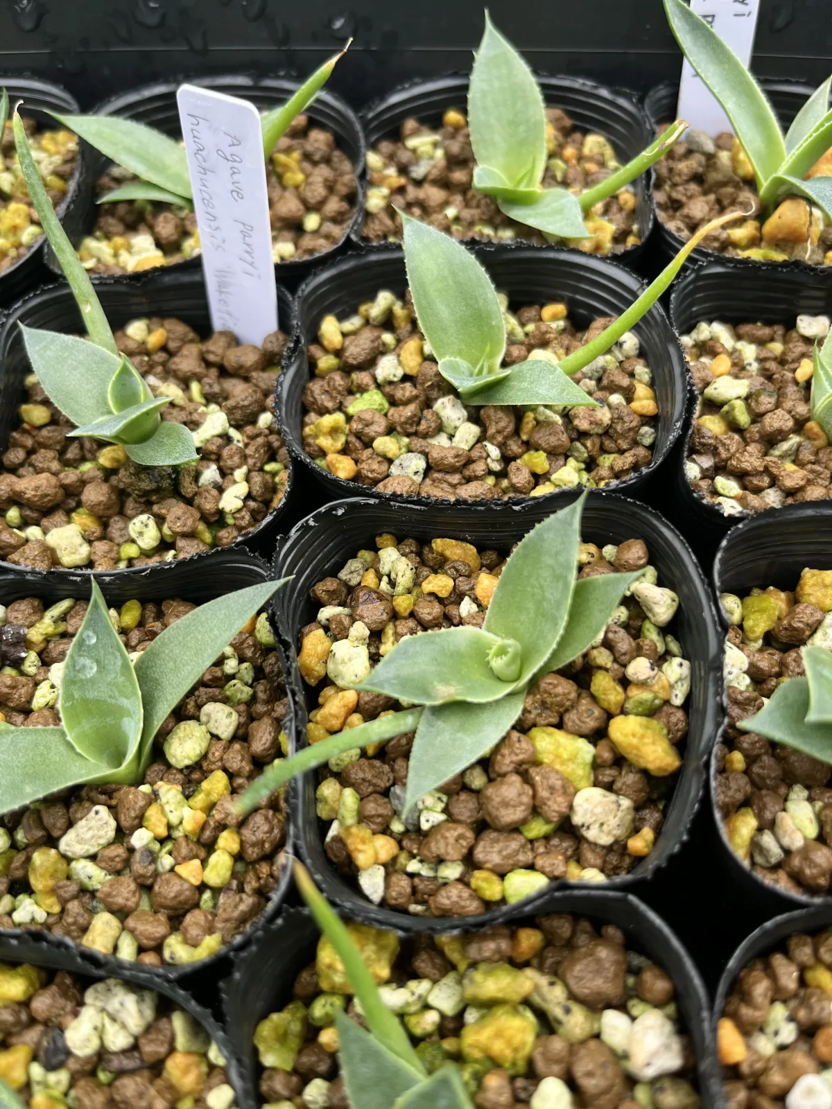 Agave parryi huachucensis Wakefield (アガベ パリー ウェイクフィールド)