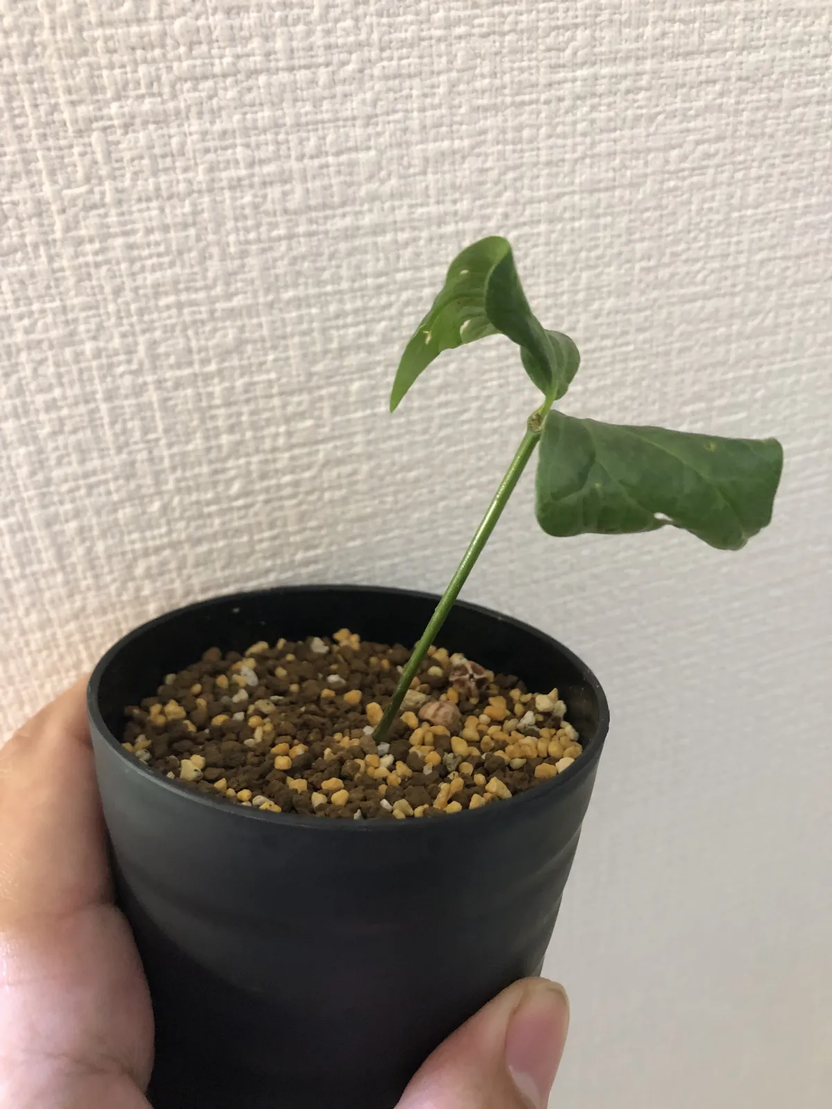 Commiphora mildbraedii ([無料種子] コミフォラ ミルドブラエディ  レッドブラウンバーク)