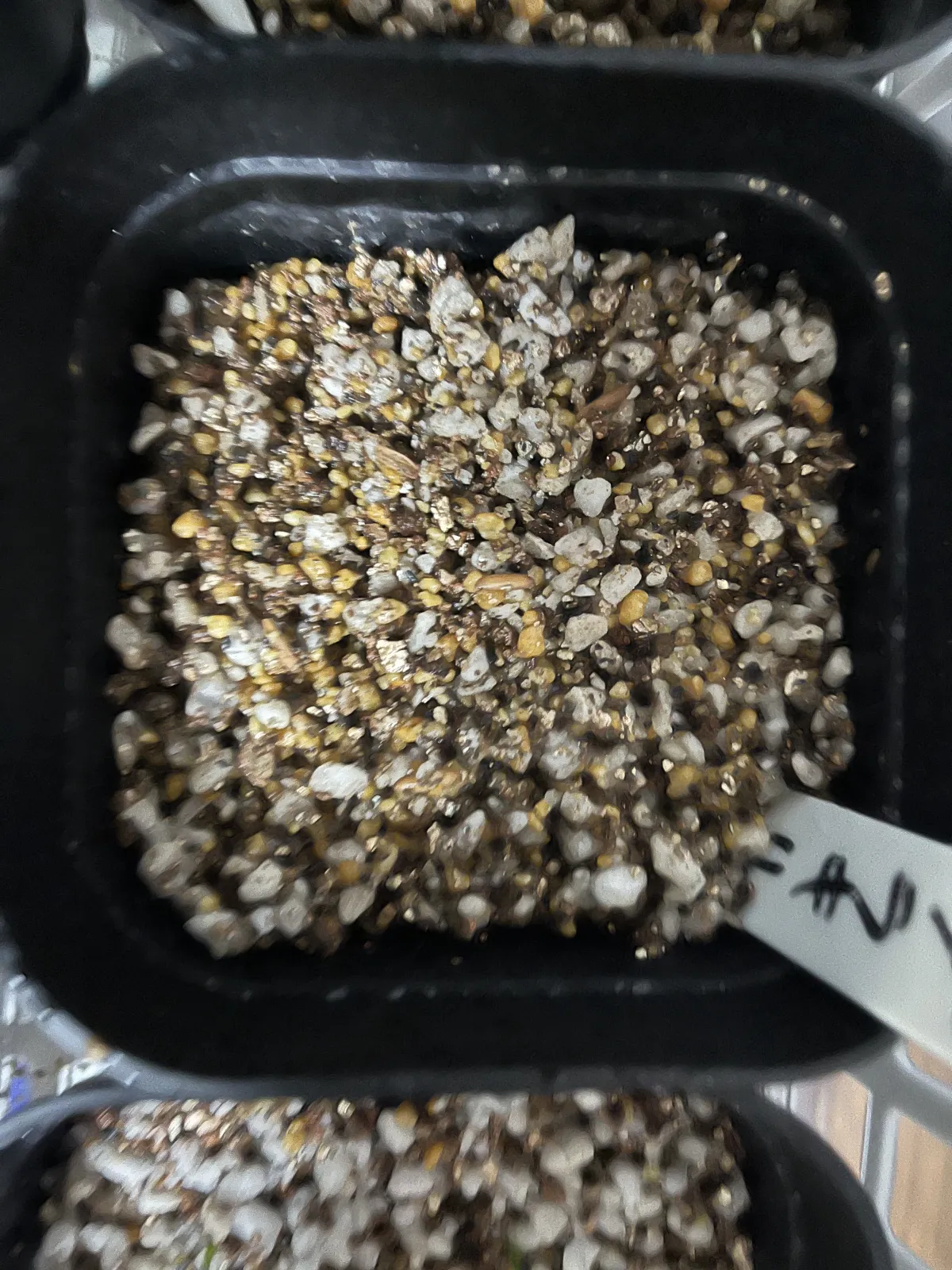 Pachypodium rosulatum var. gracilius ([無料種子] 発芽難 パキポディウム グラキリス　)