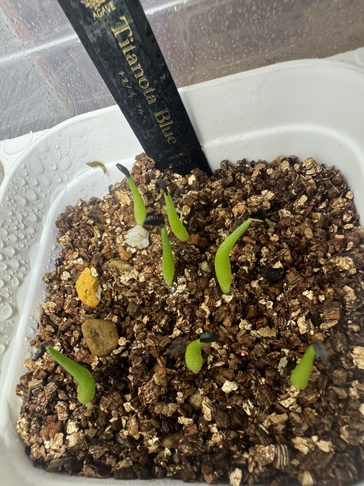 Agave titanota Blue Lot. (アガベ チタノタブルー)