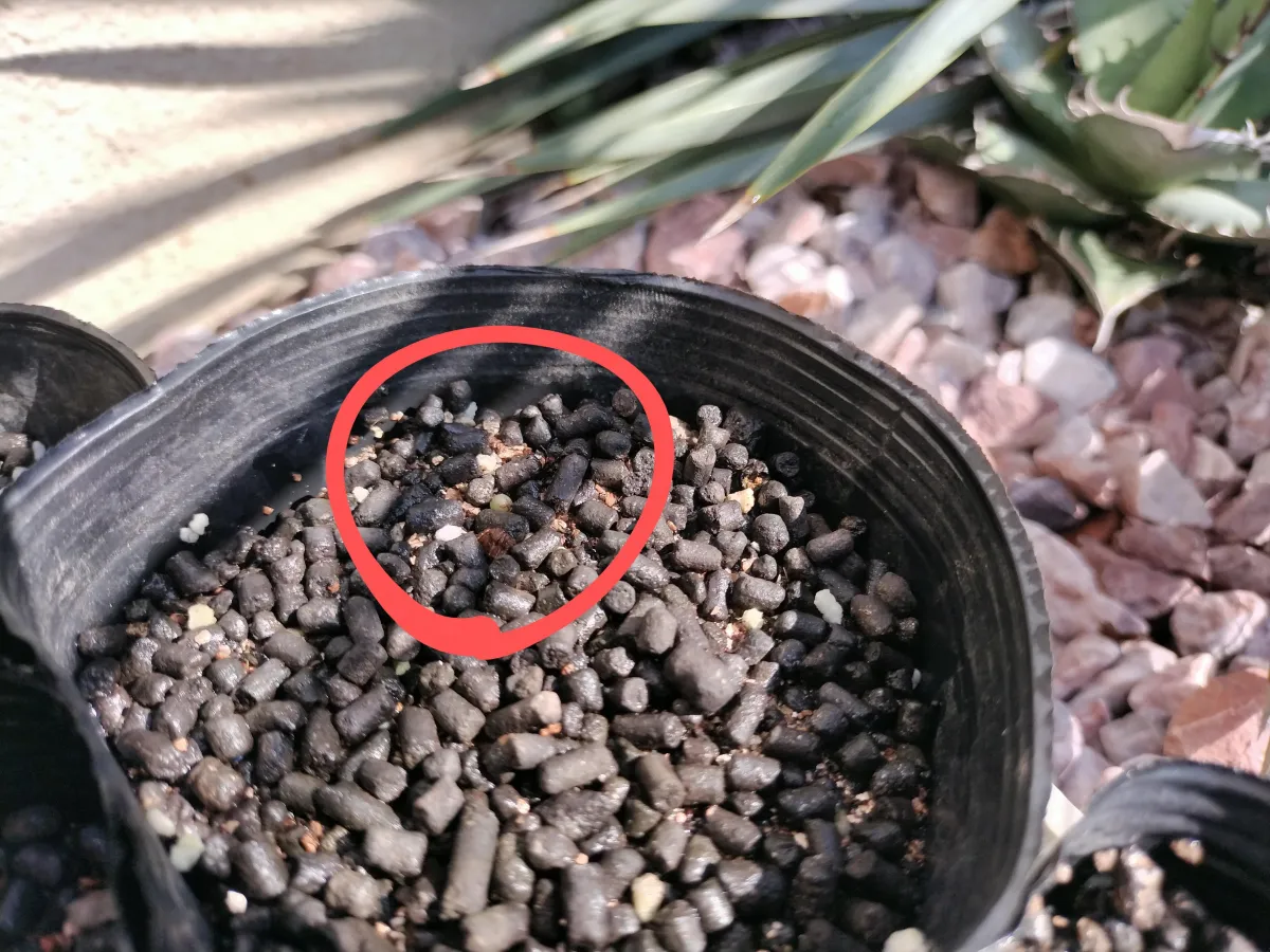 Lophophora fricii (ロフォフォラ 疣銀冠玉)